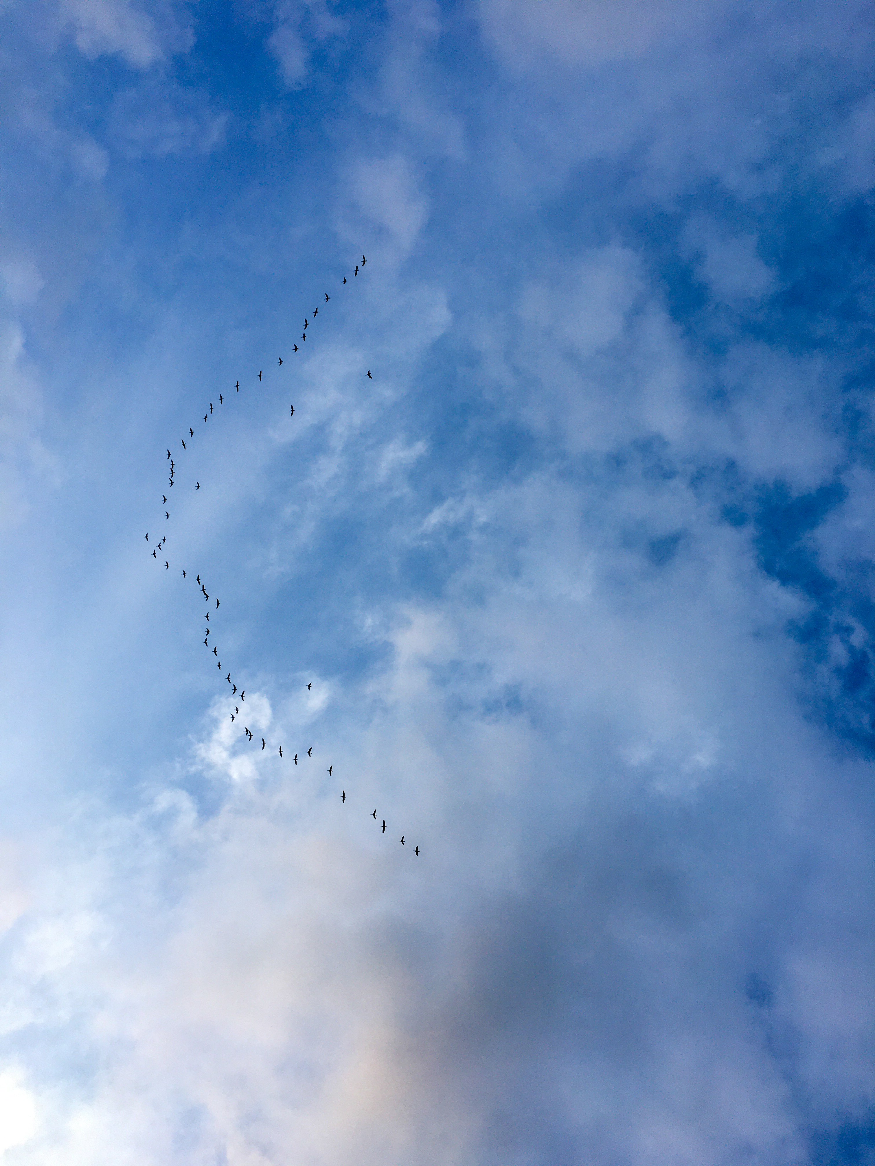 birds flying in formation against a blue sky with clouds