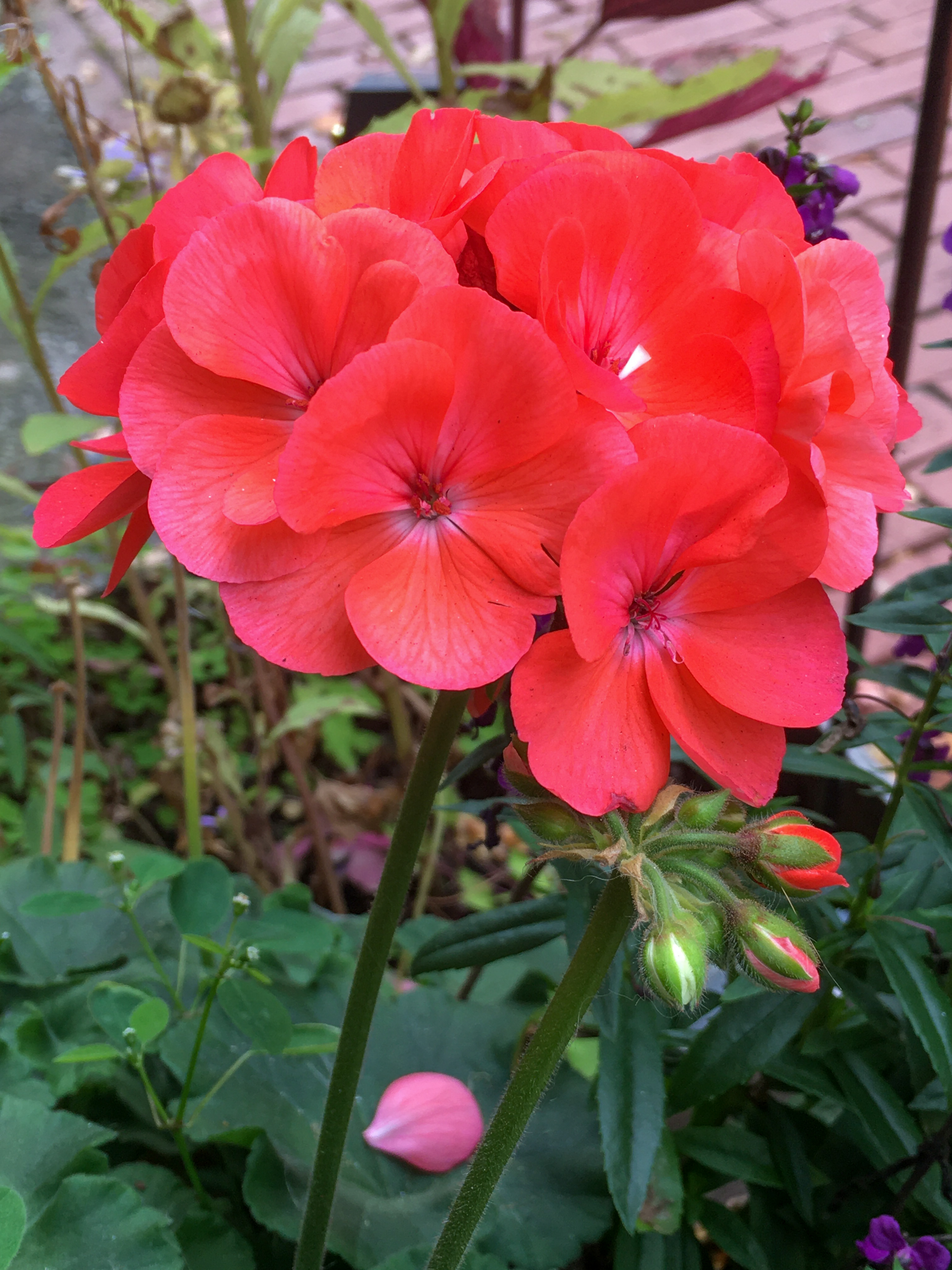 geranium redish color
