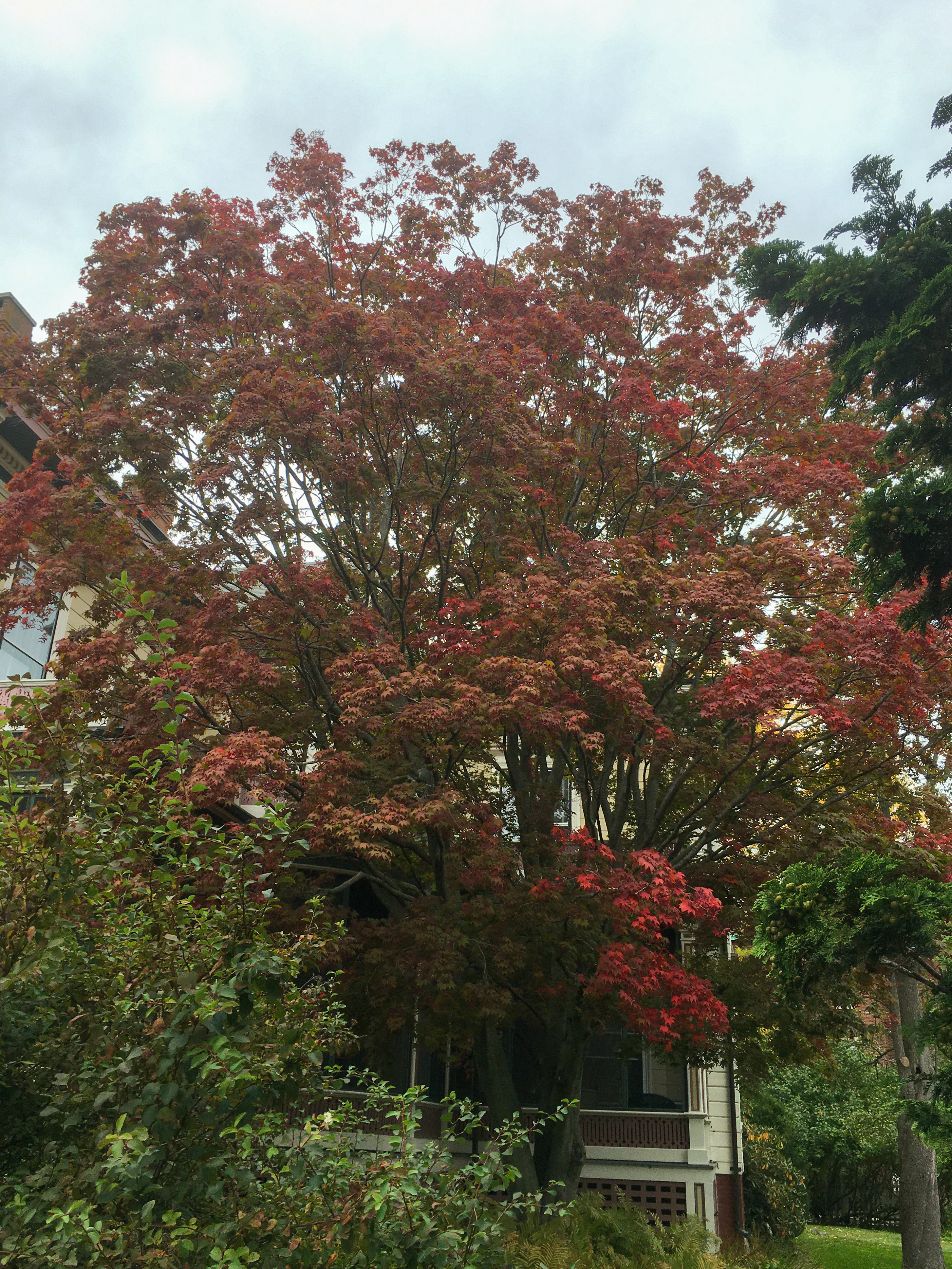 red trees
