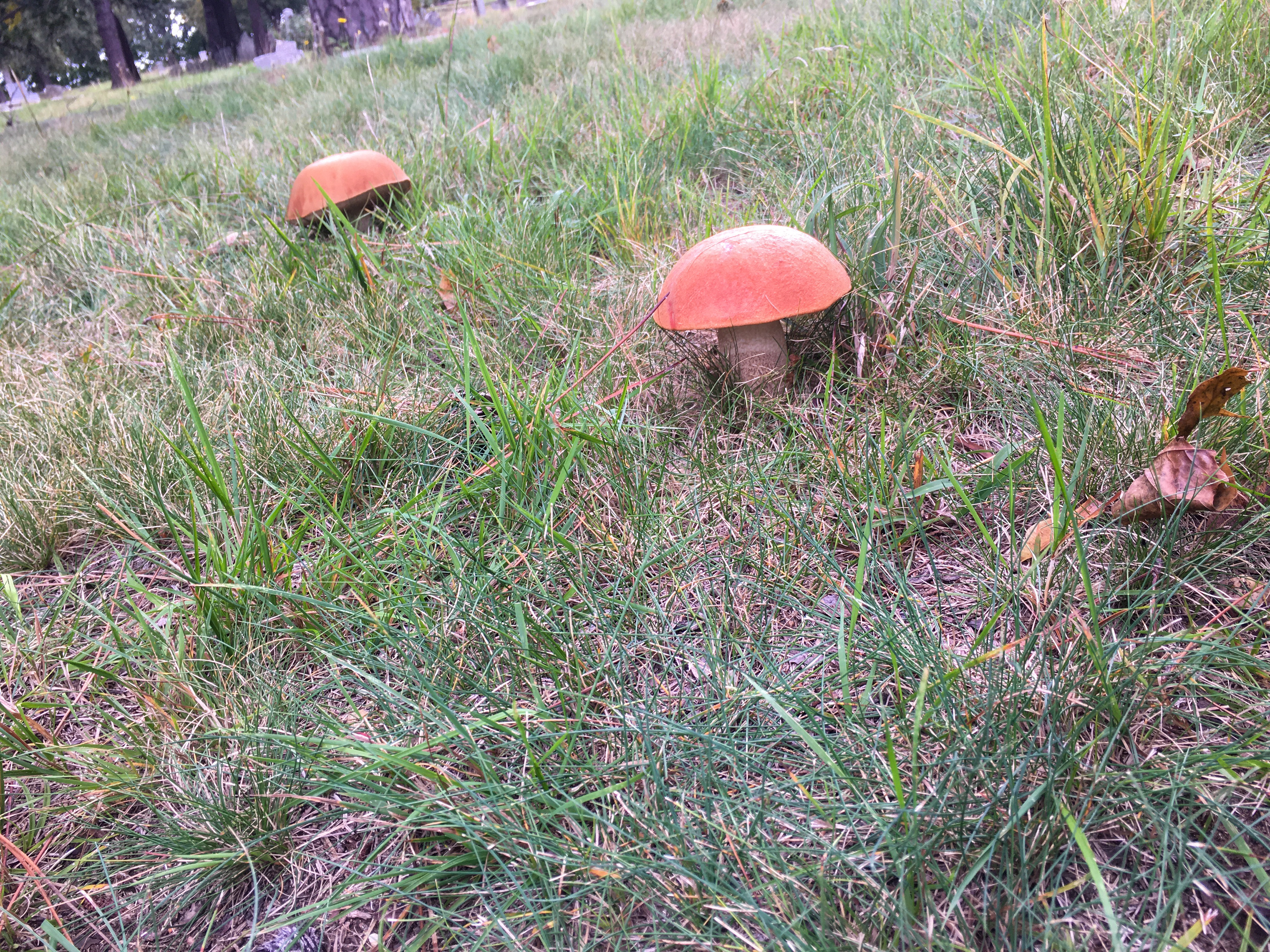 mushrooms growing with large orange caps