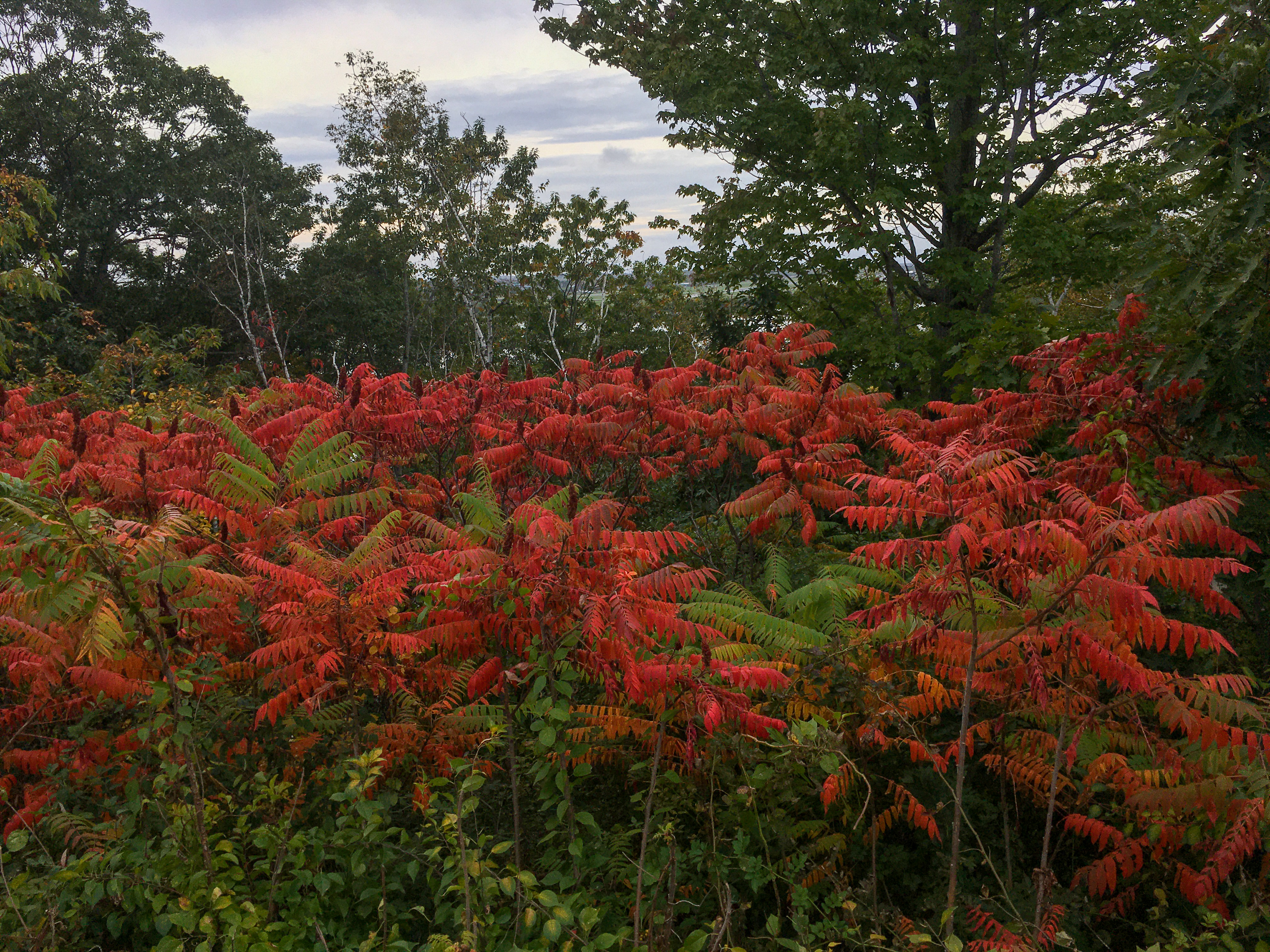 staghorn sumac brilliantly red