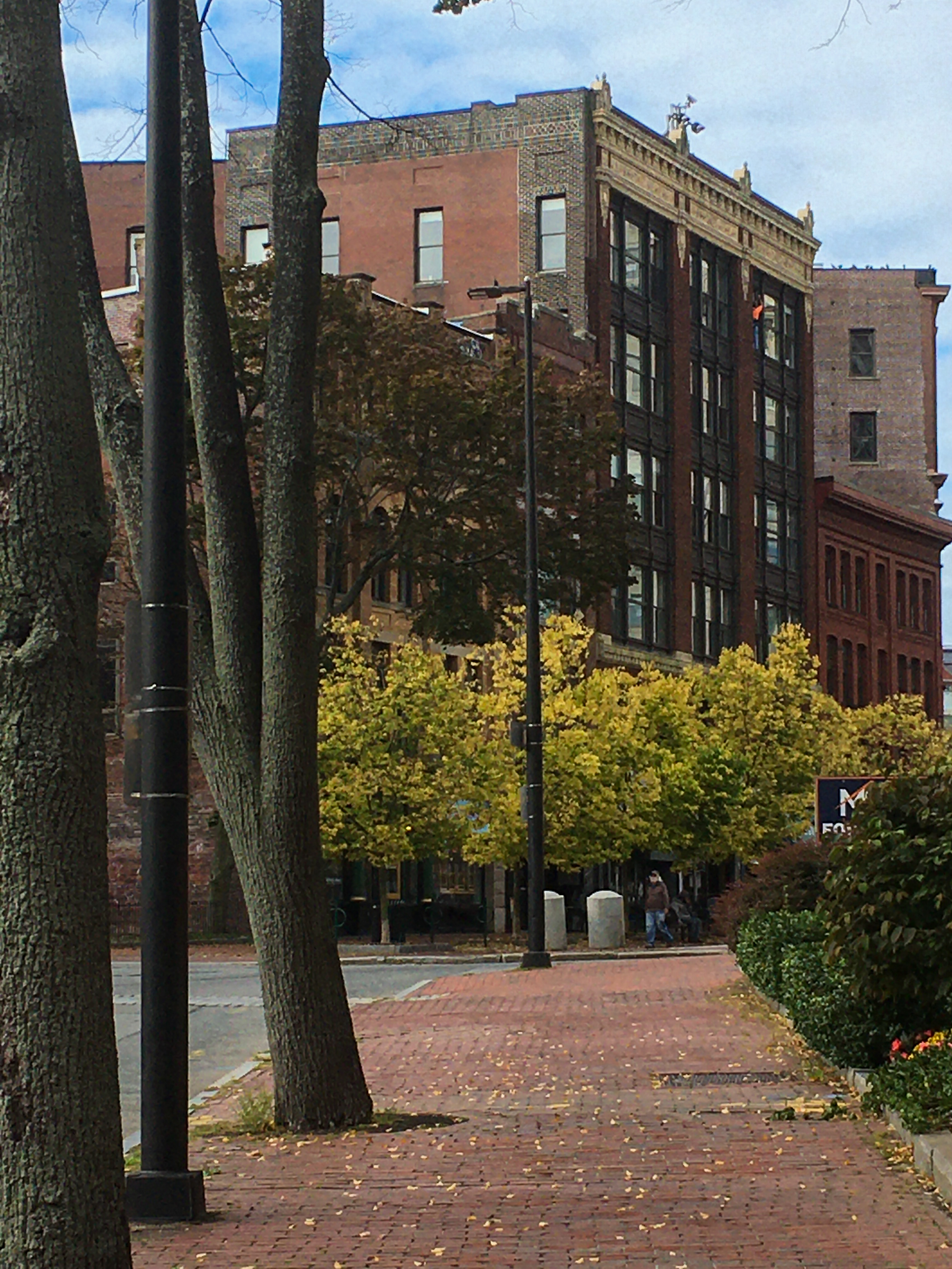 brick buildings and brick sidewalk with tree trunks