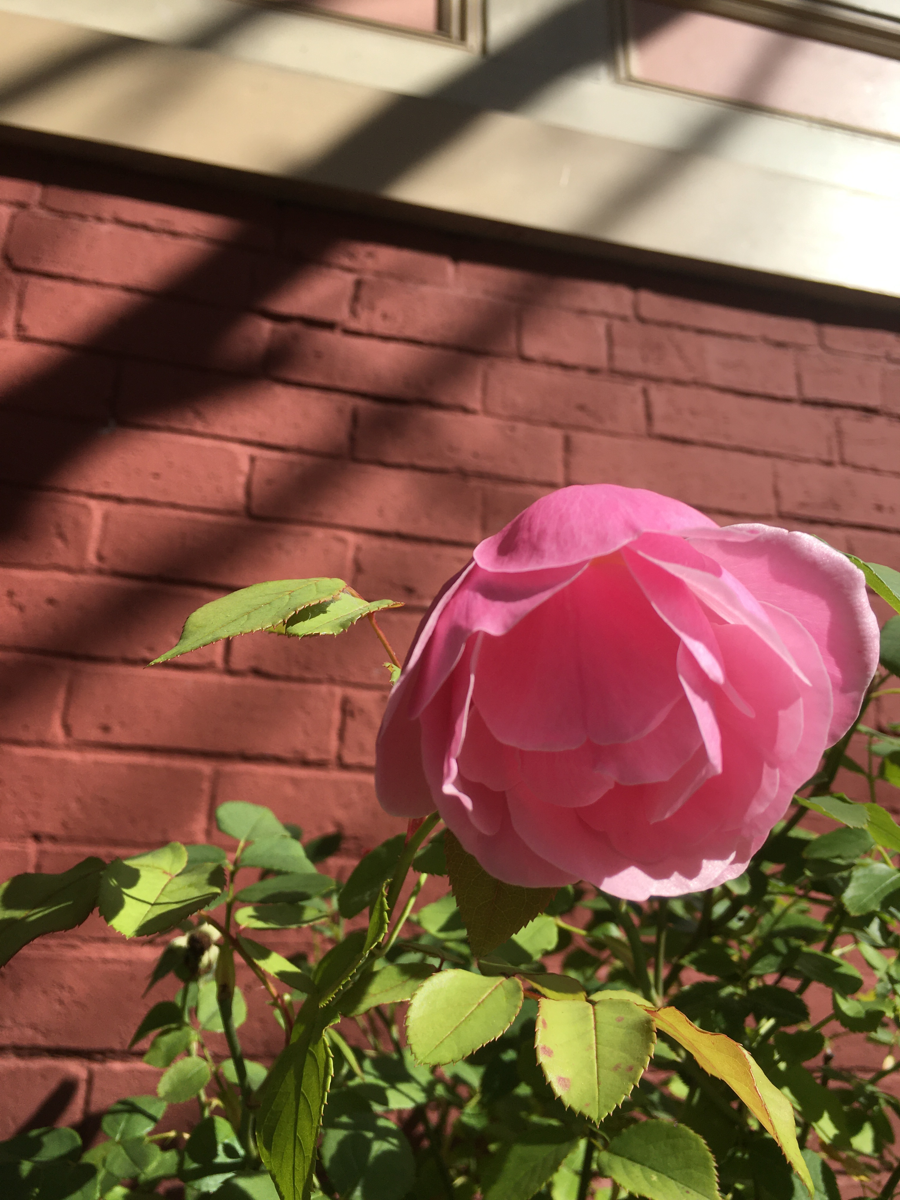 delicate pink rose