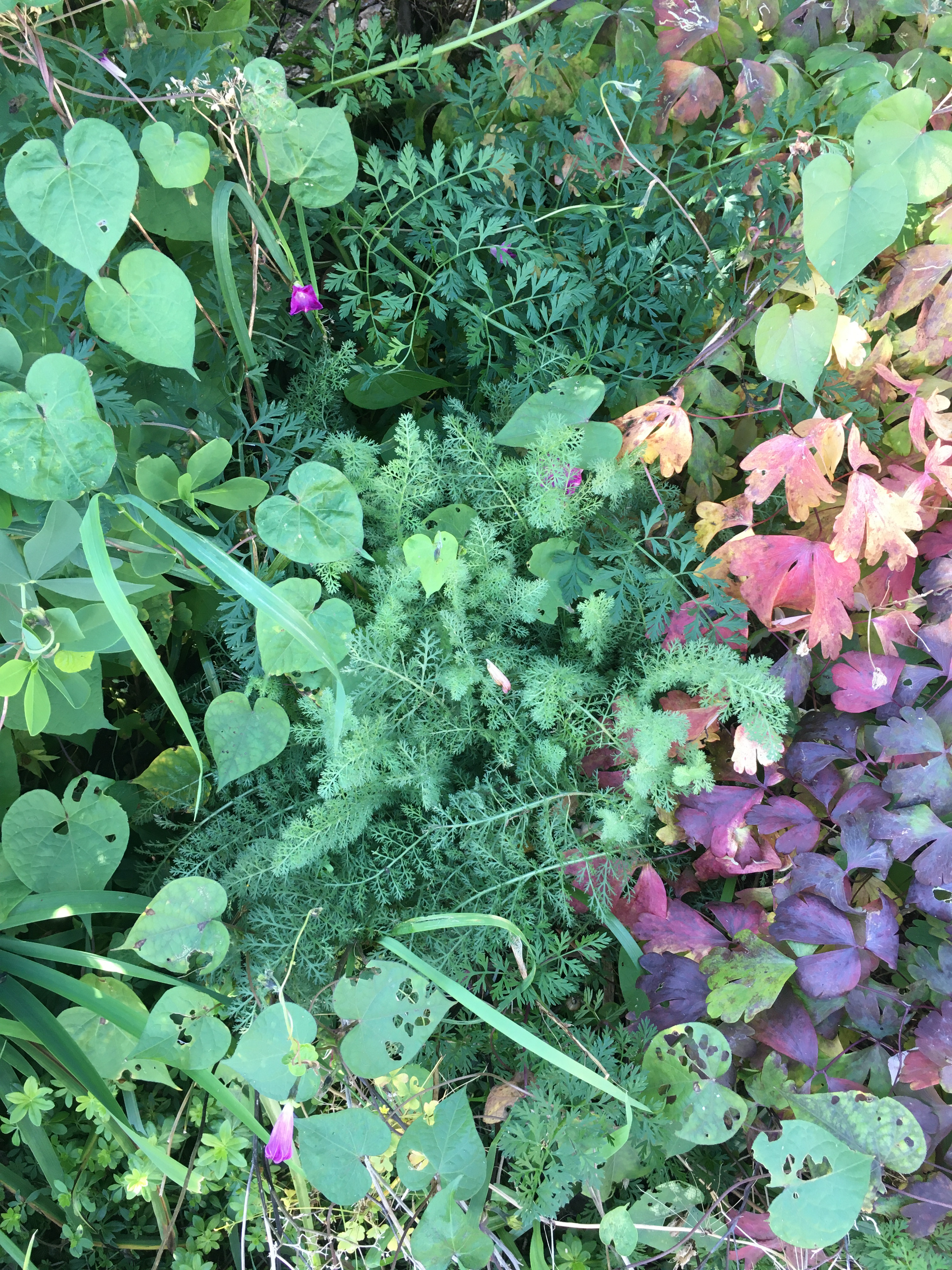 mixture of green and purple plants in a garden