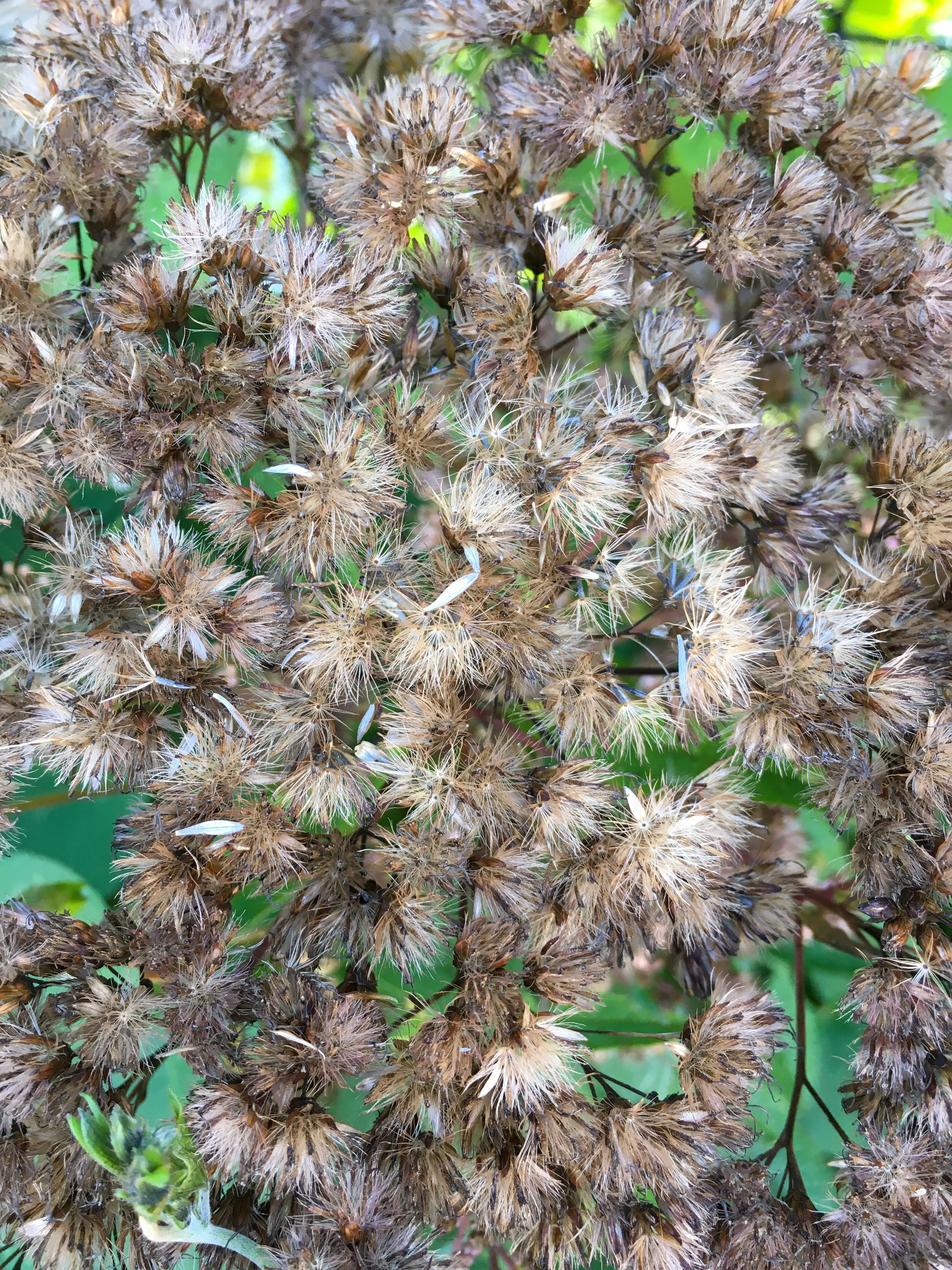 aster seed pods