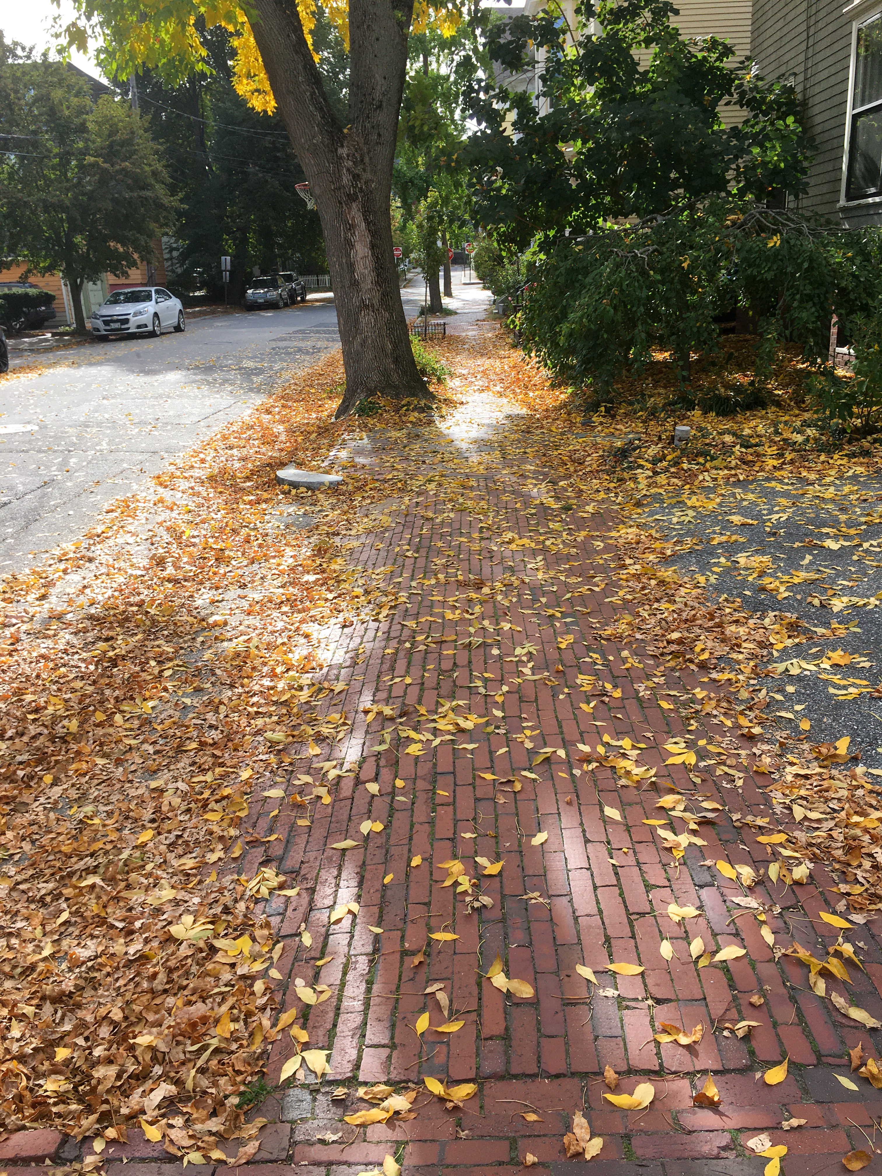 yellow leaves on a brick sidewalk