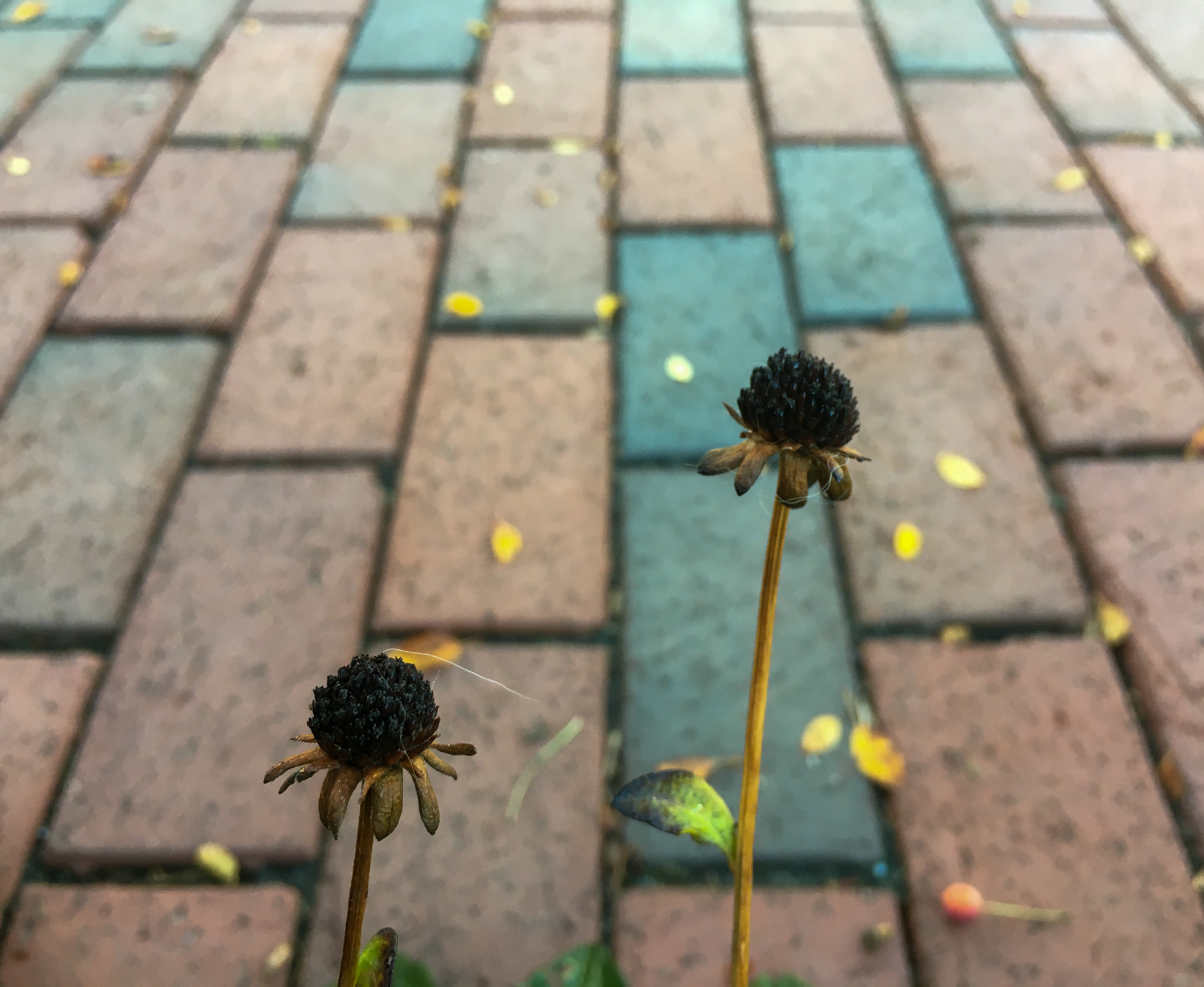 black spent daisy centers with blue and red bricks behind