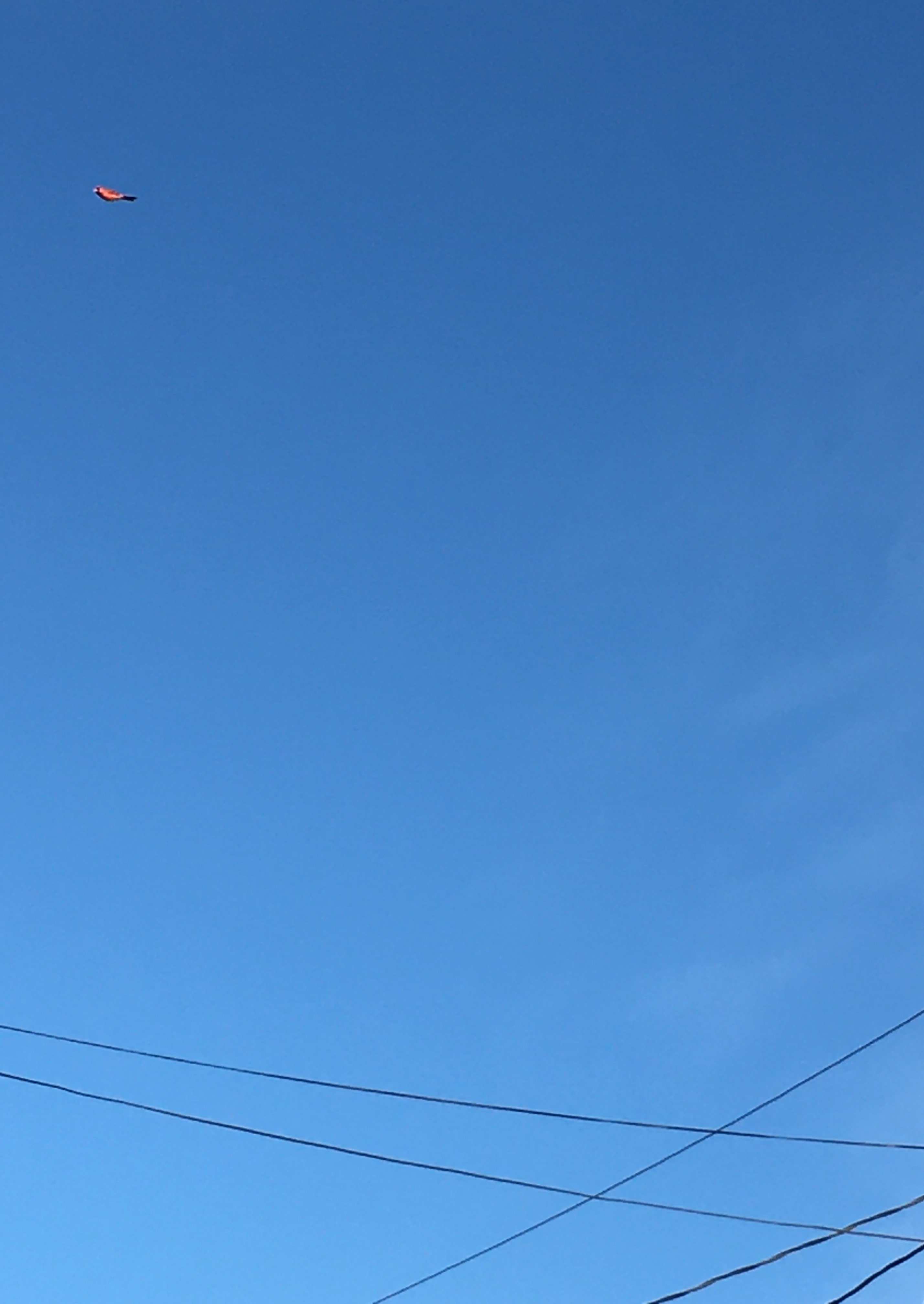 blue sky with wires at the bottom and a red cardinal bird at the top