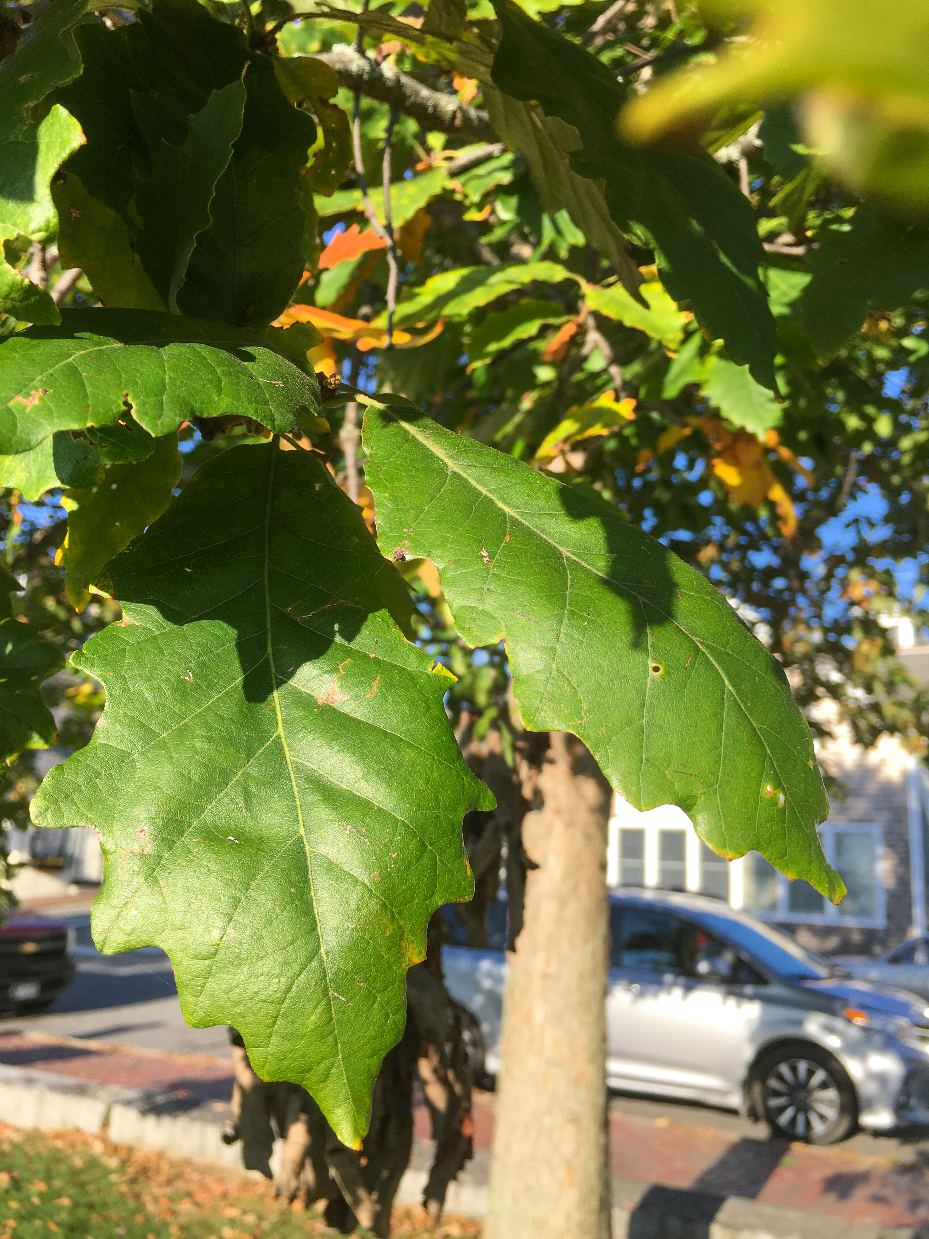 white swamp oak leaves
