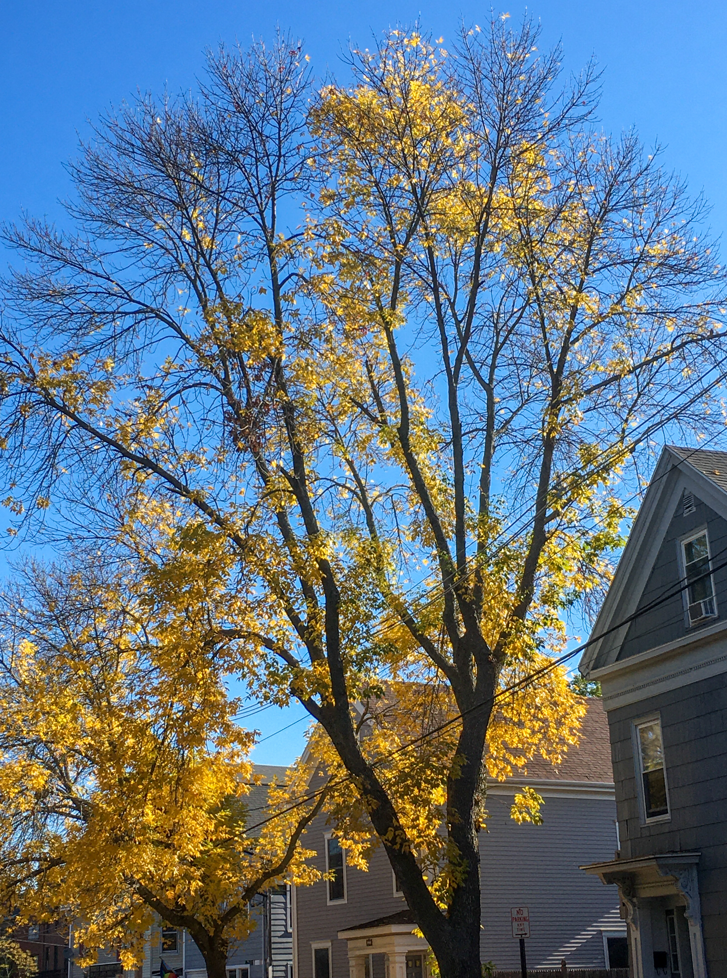 green ash trees with full yellow foliage against a blue sky