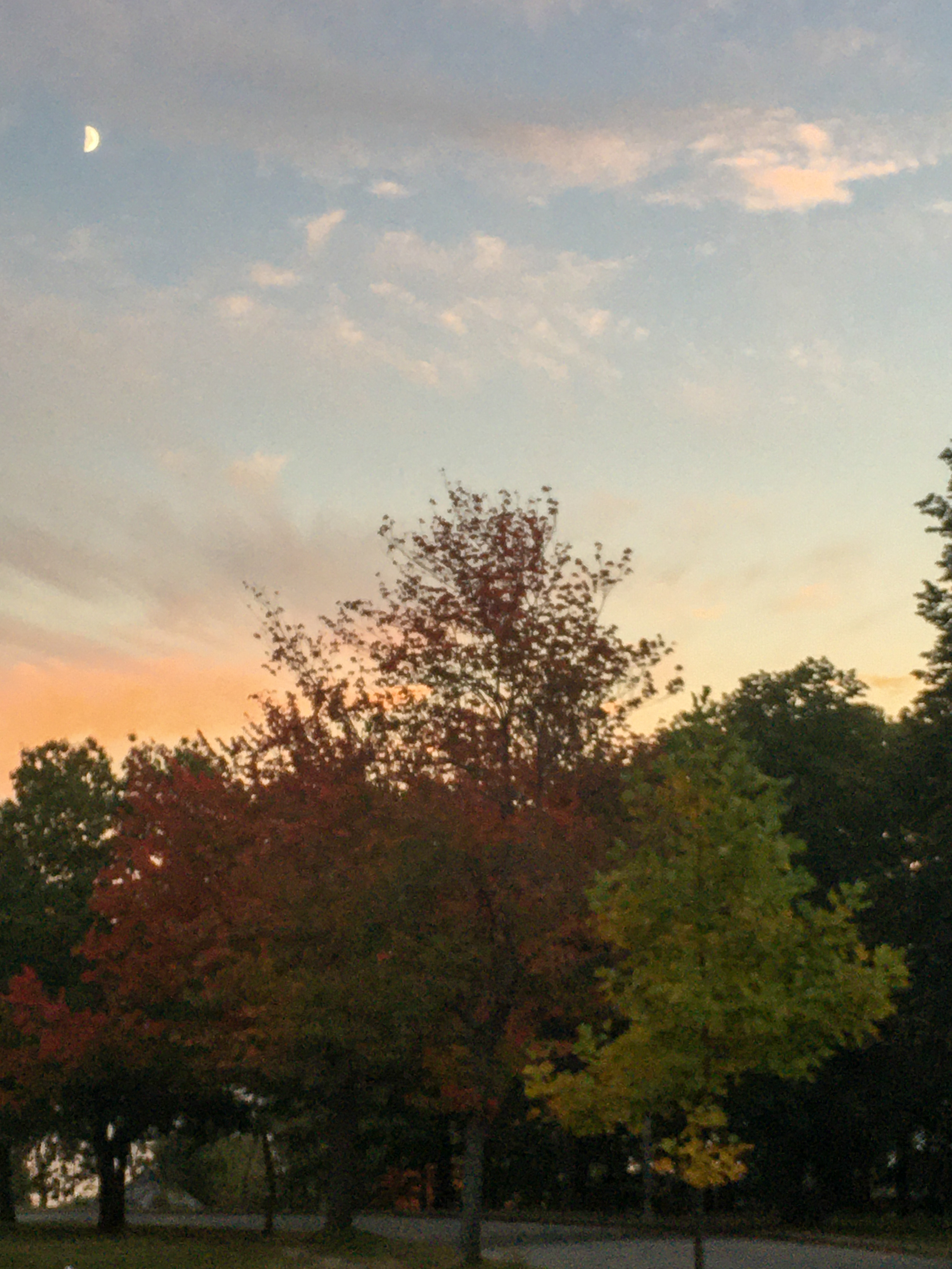moon and the sunset with foliage