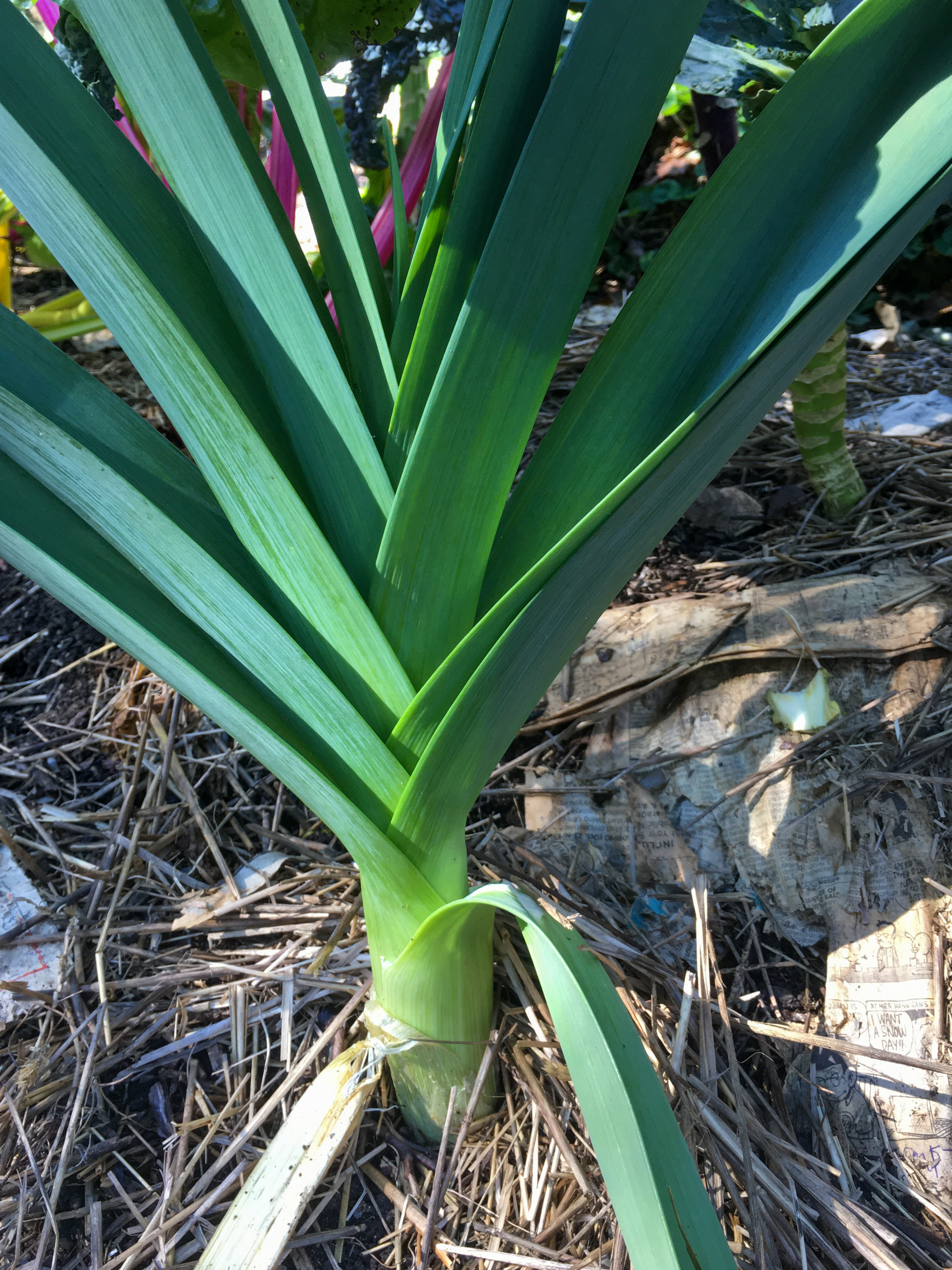 leek plant