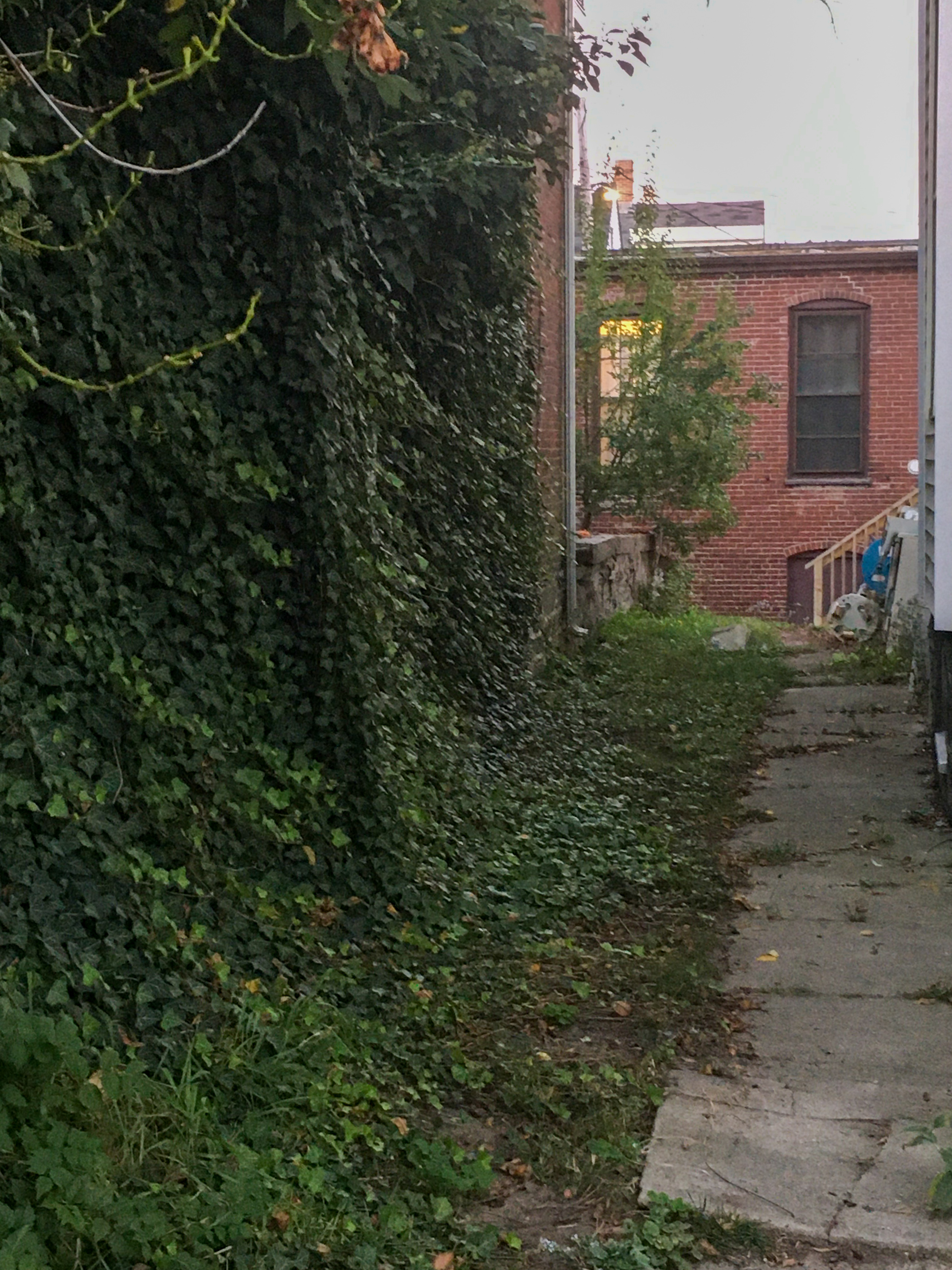 secret passage way between buildings with ivy growing on both sides