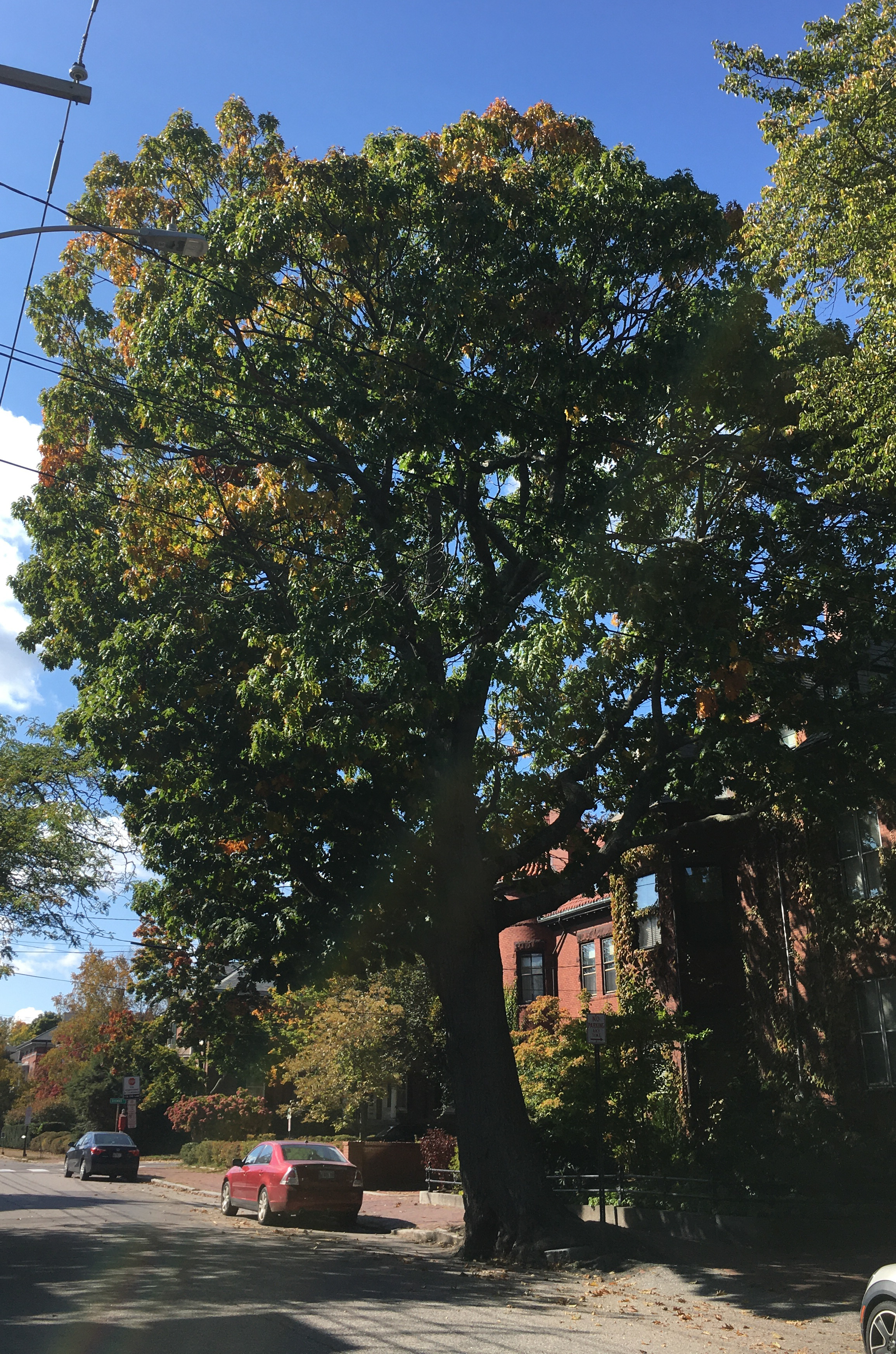 large red oak tree in portland maine