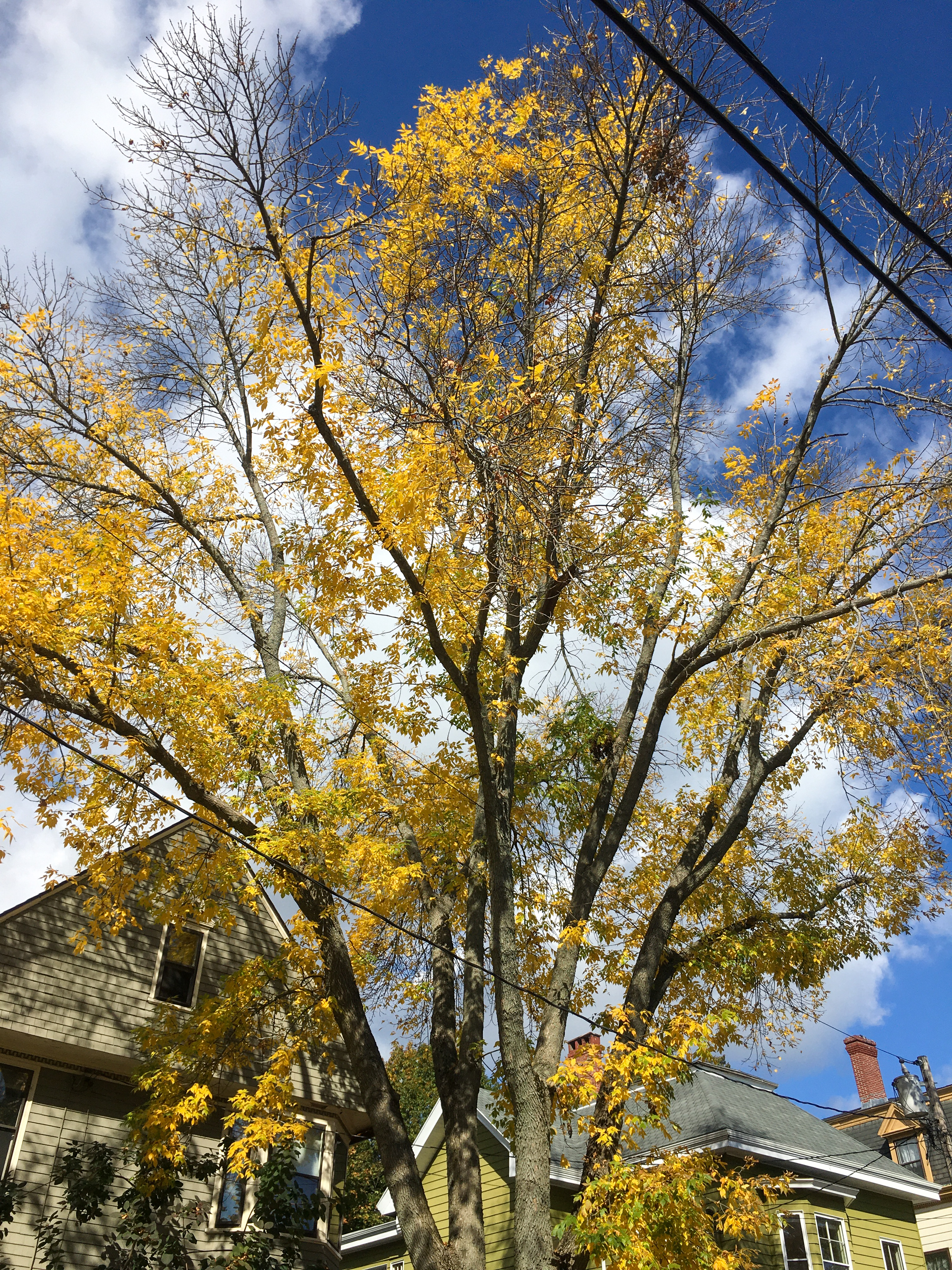yellow tree, white clouds, blue sky