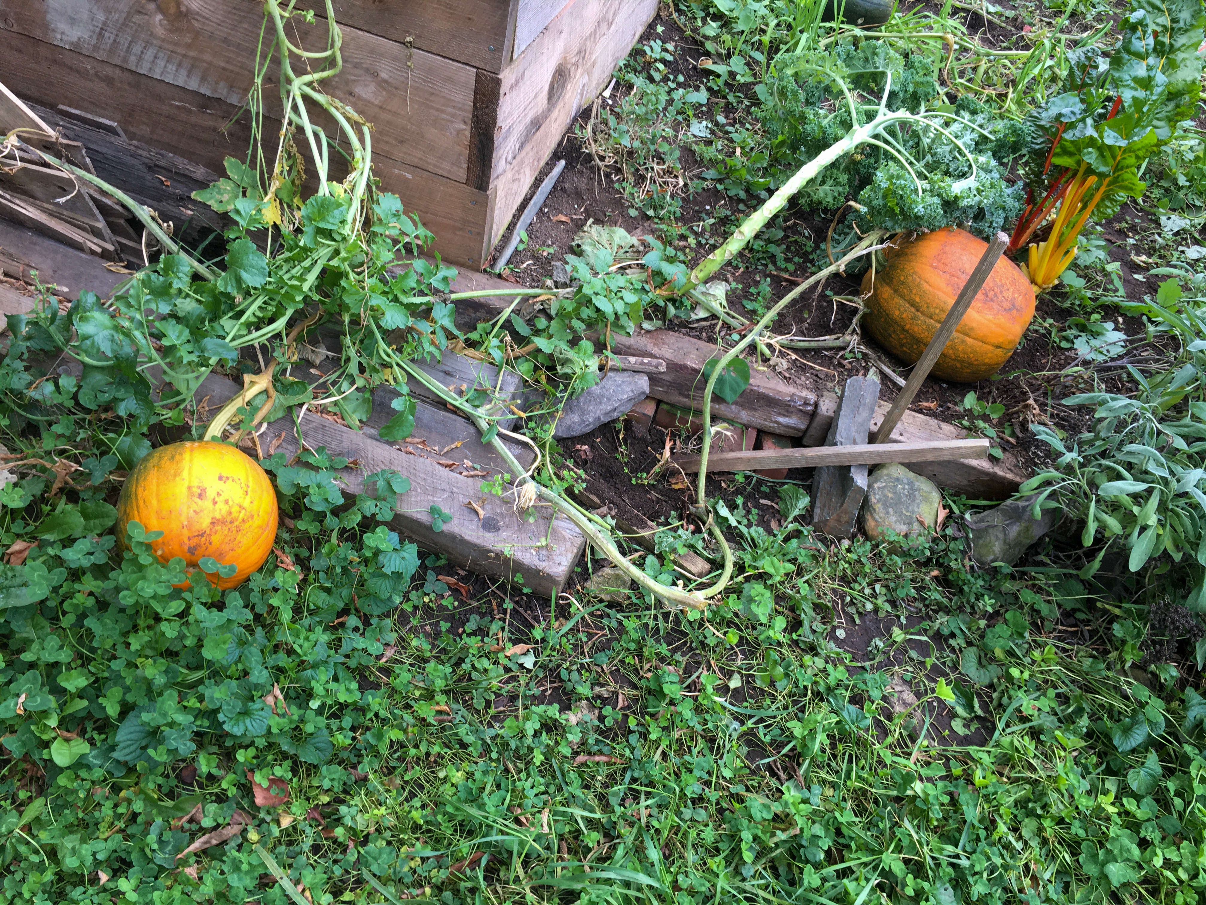 two orange pumpkins in a garden
