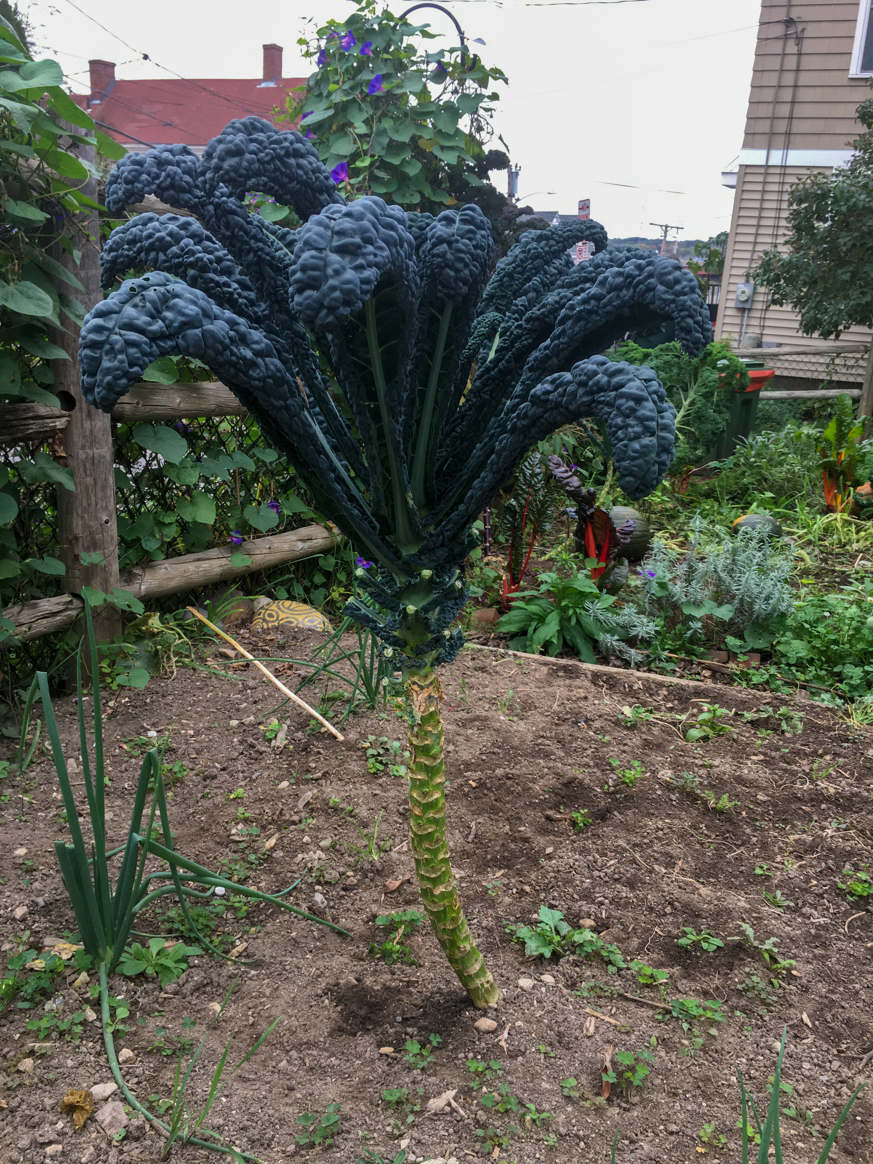 kale plant with a long naked stem