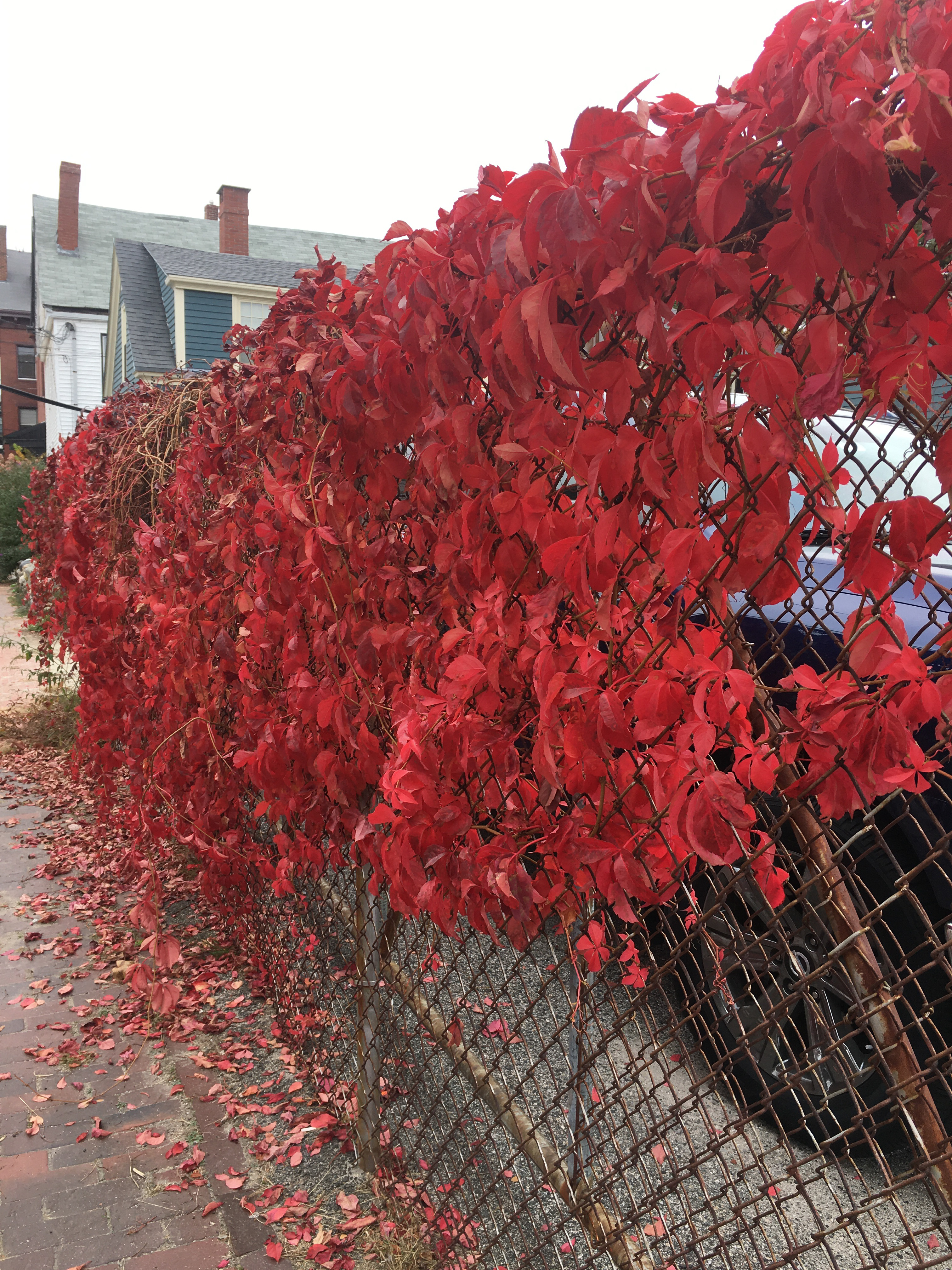 A bright red Virginia Creeper