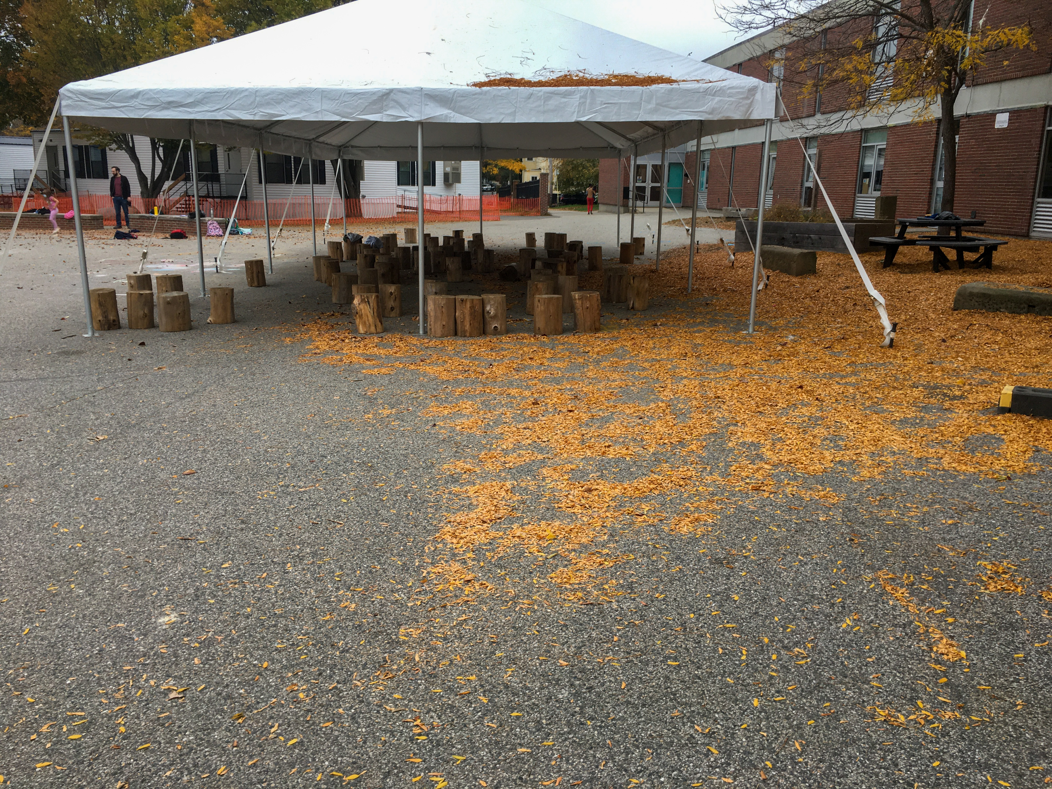 stumps close together under a white tent