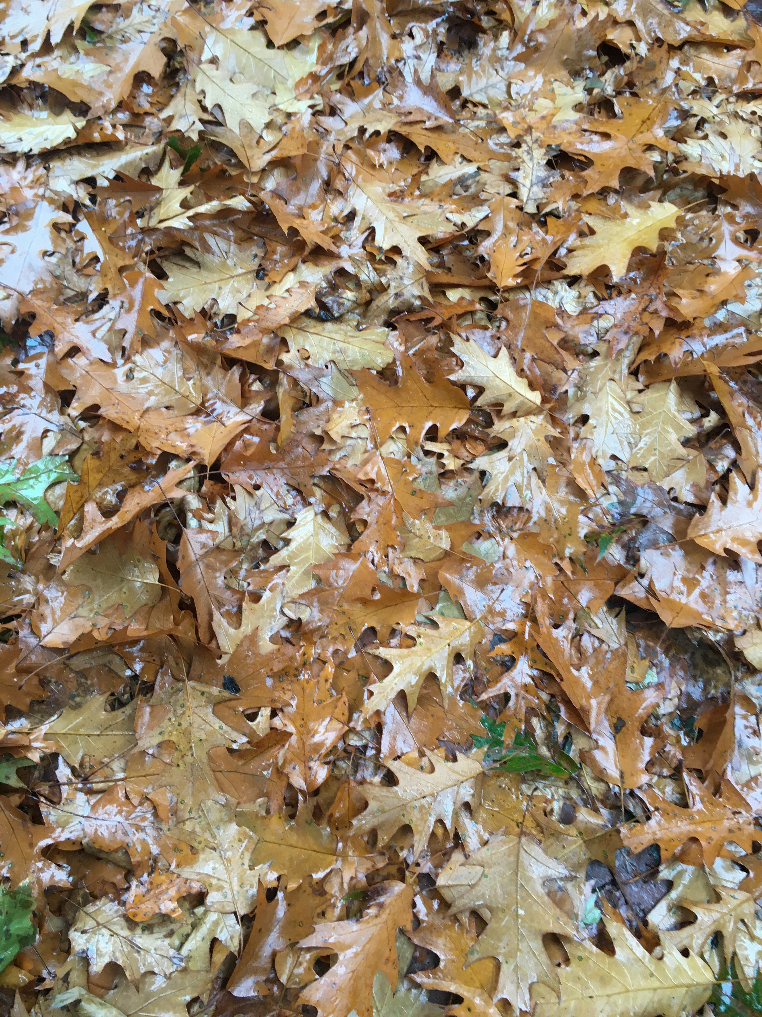 norther red oak leaves in golden hues on the street