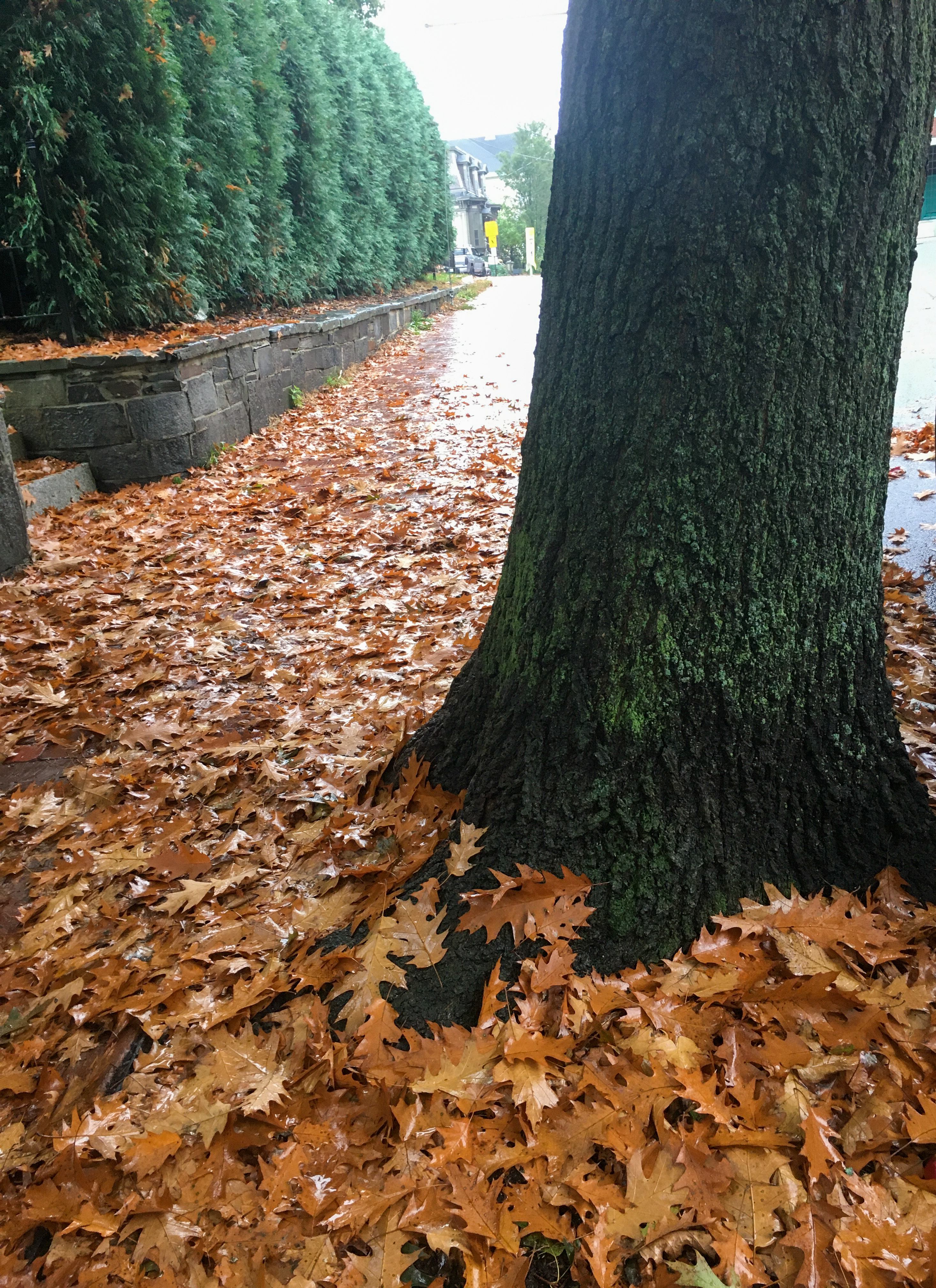 tree with leaves around it's base