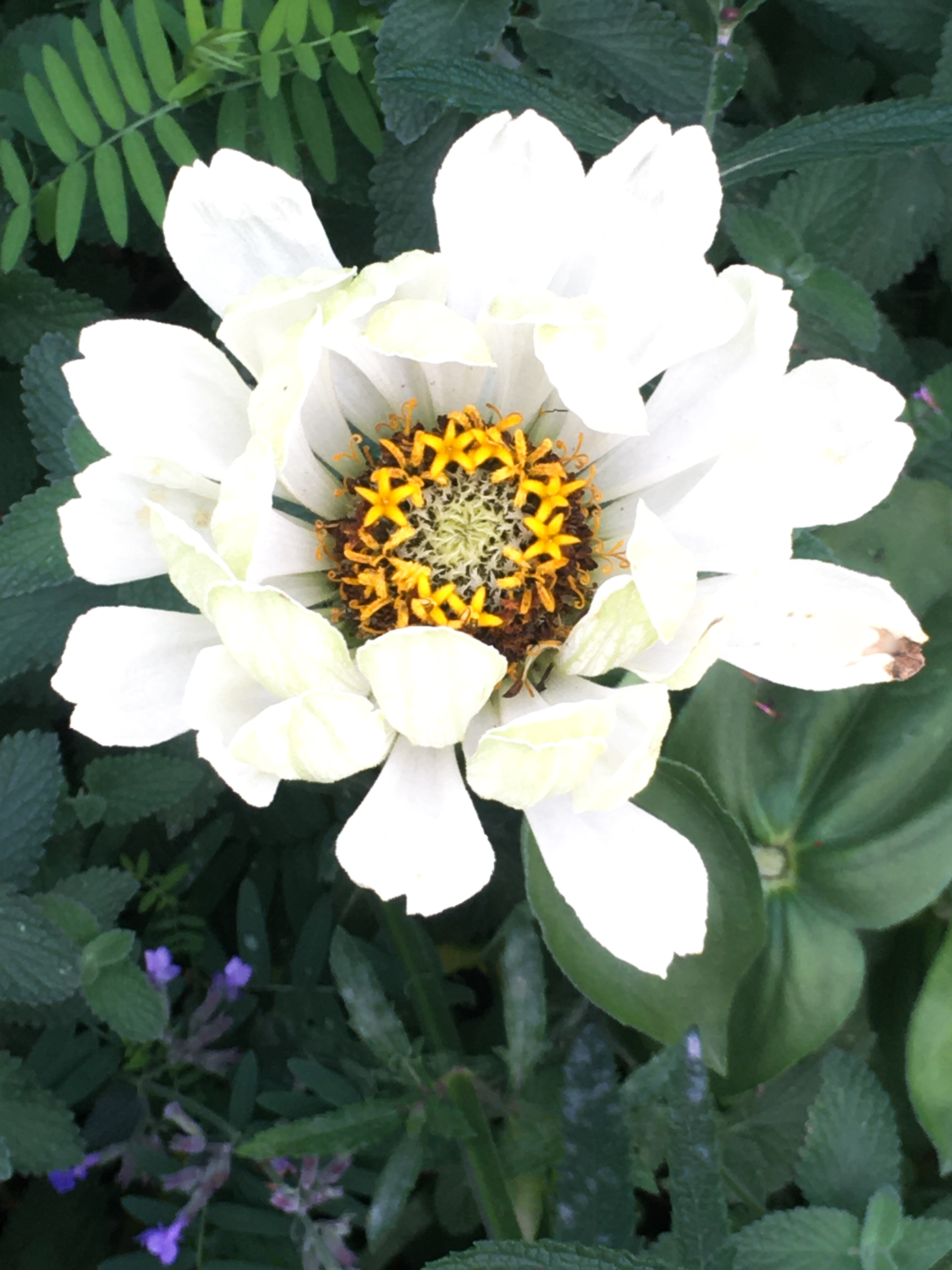 white flower