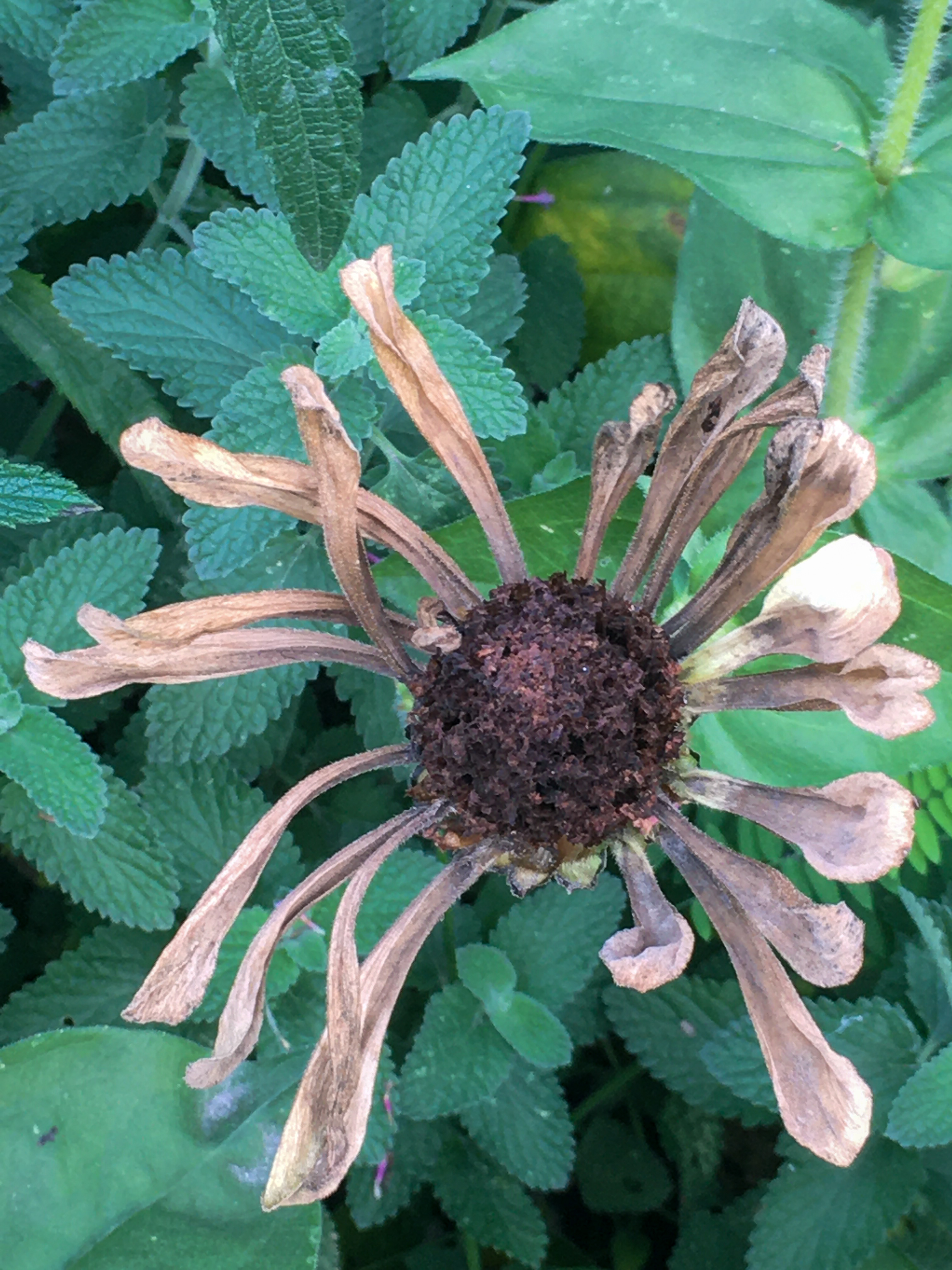 dried dead version of the white flower beautiful in a different way