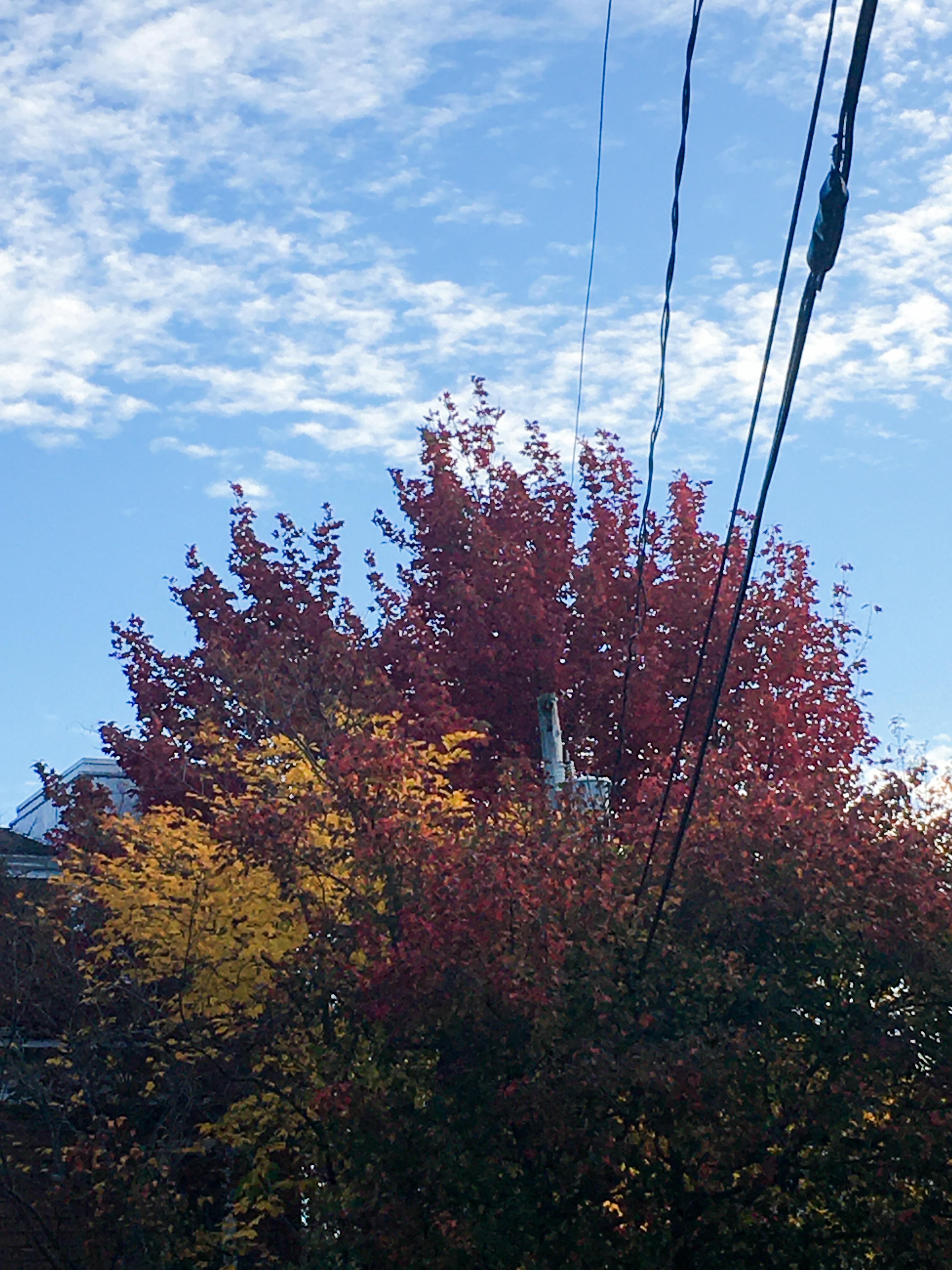 red and yellow foliage