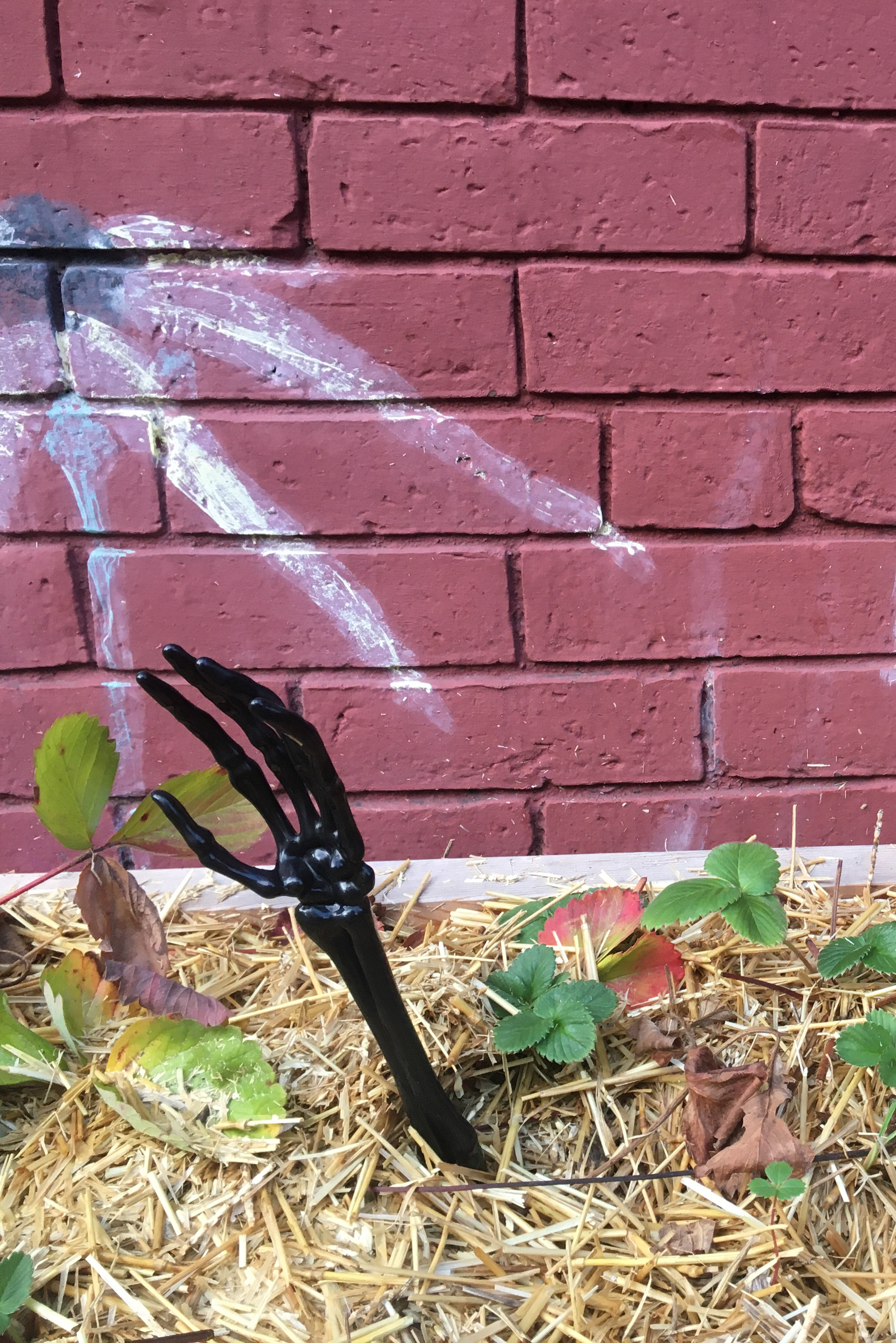 fake skeleton hand sticking out of a straw mulched strawberry bed for halloween