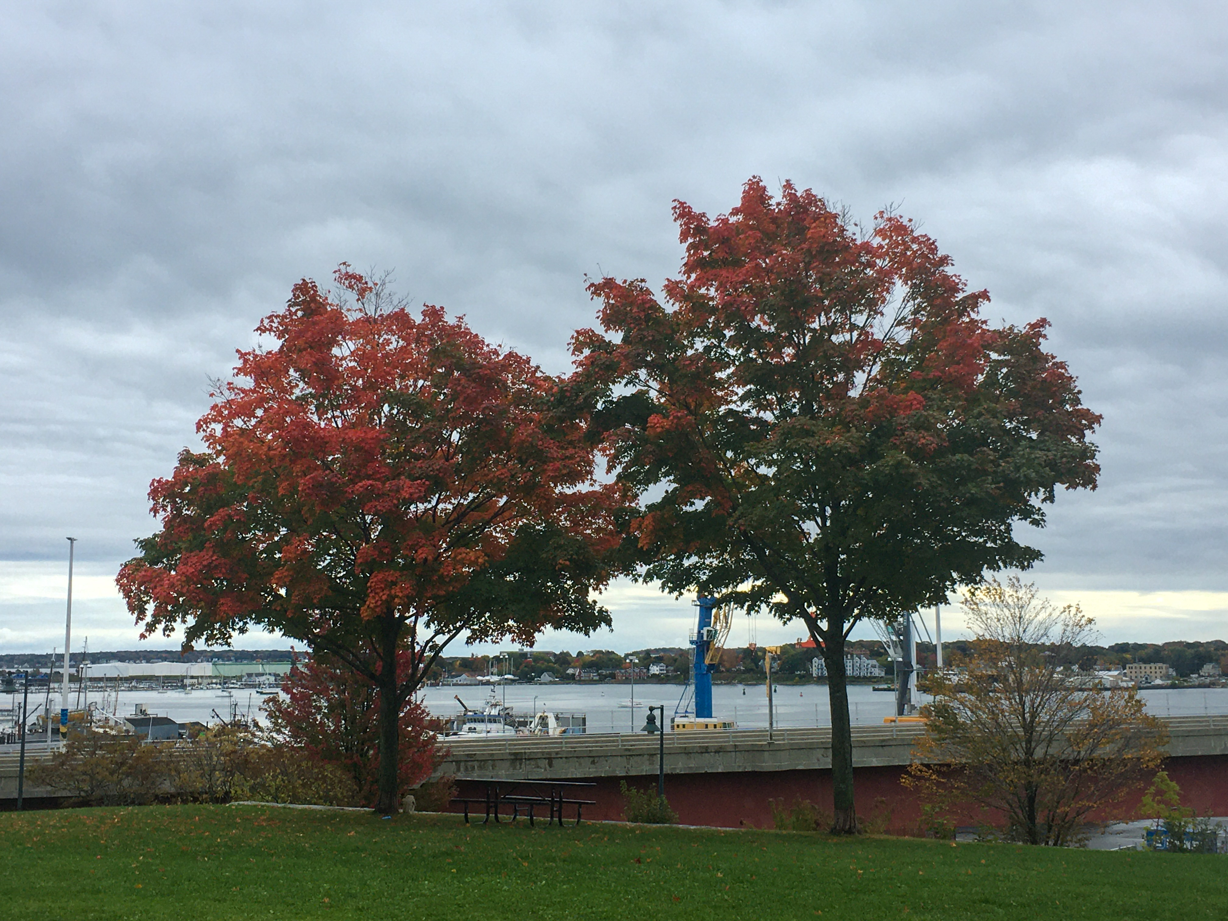 red and orange foliage covering two trees in a park