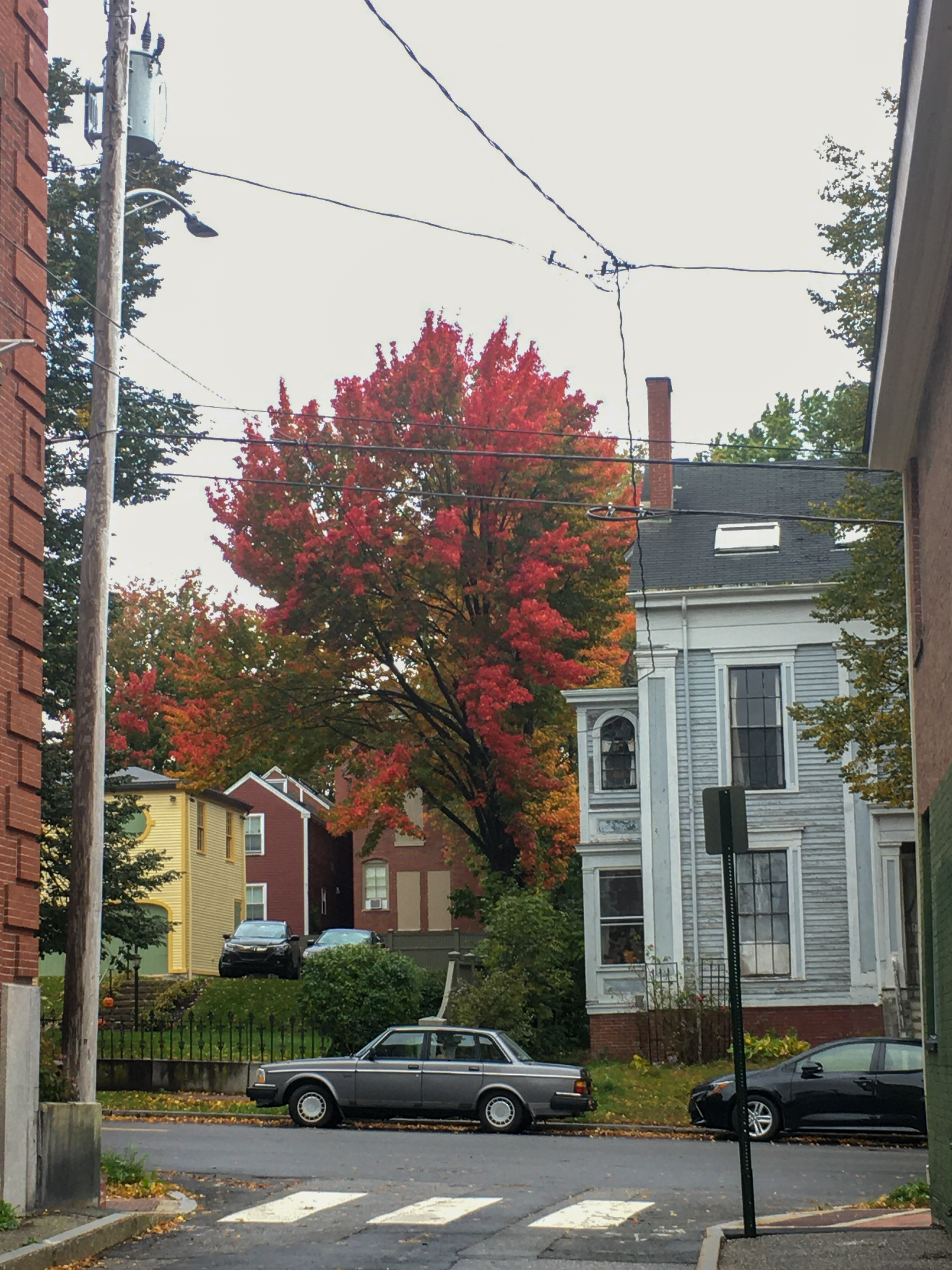 red tree and old victorian house