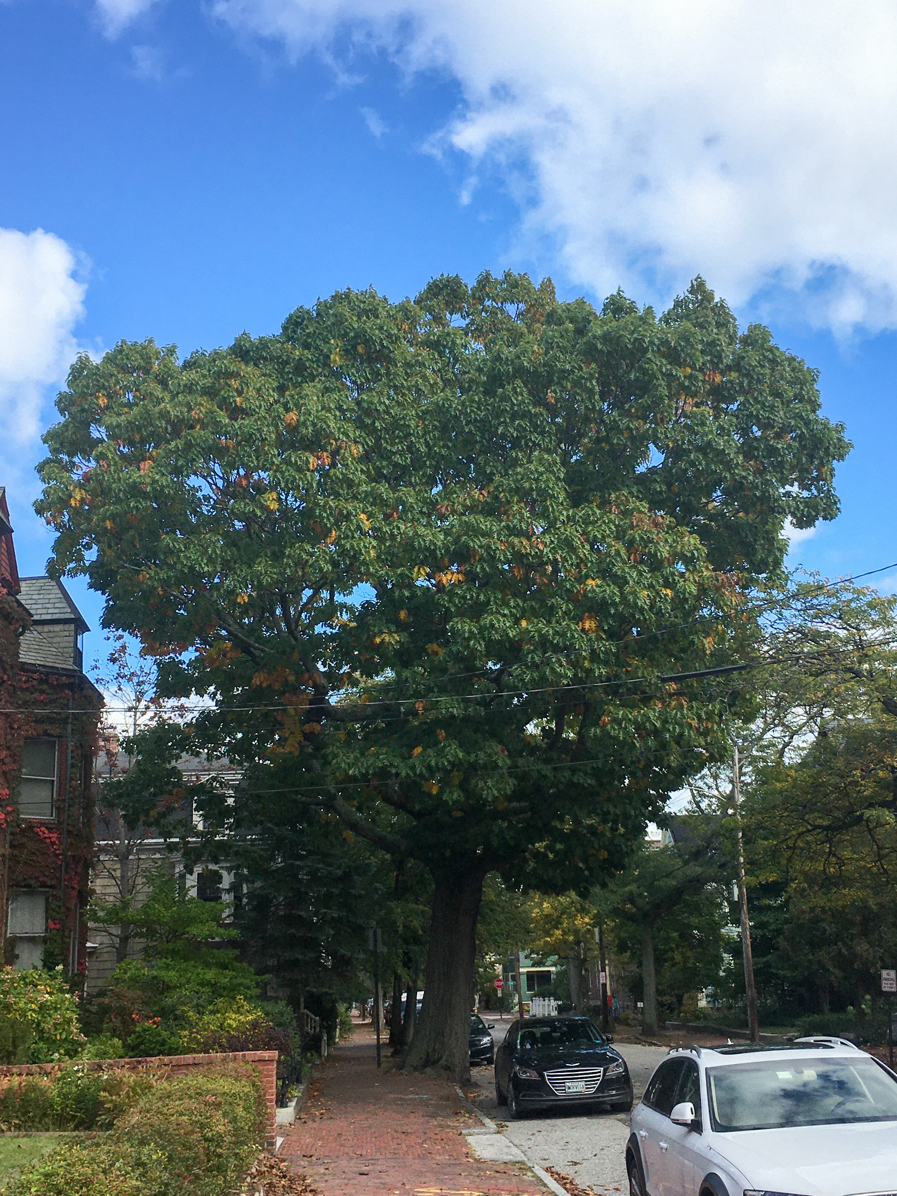 Northern Red Oak with blue sky