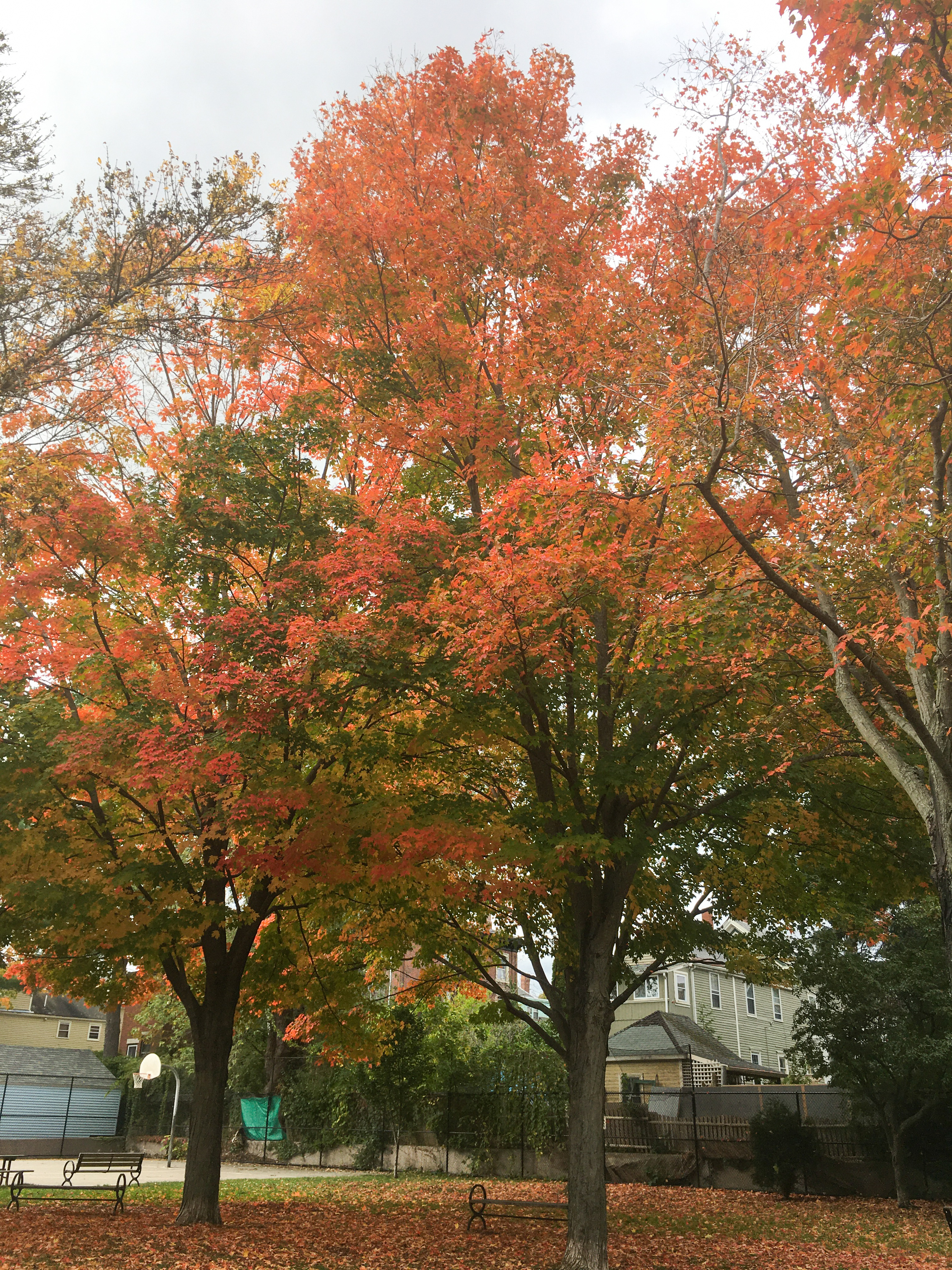 beautiful orange foliage