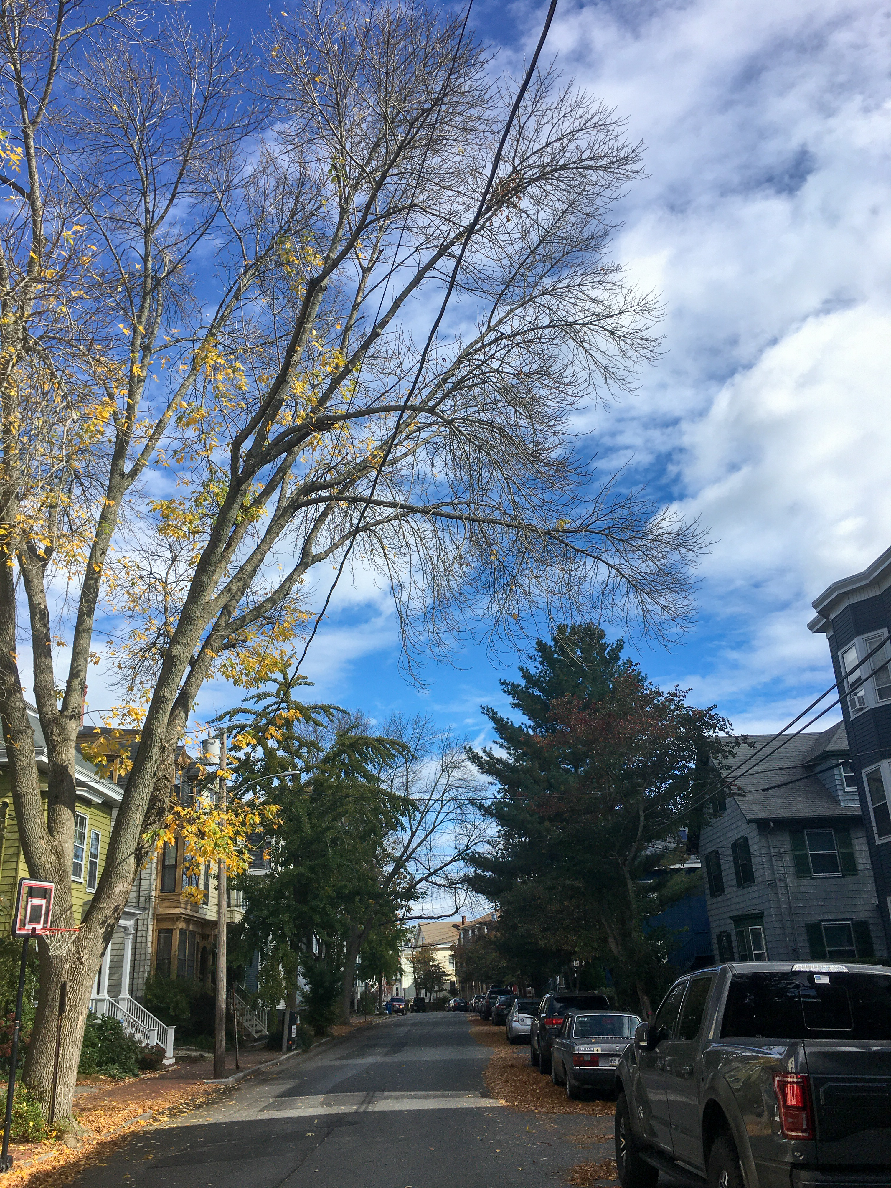 trees and sky