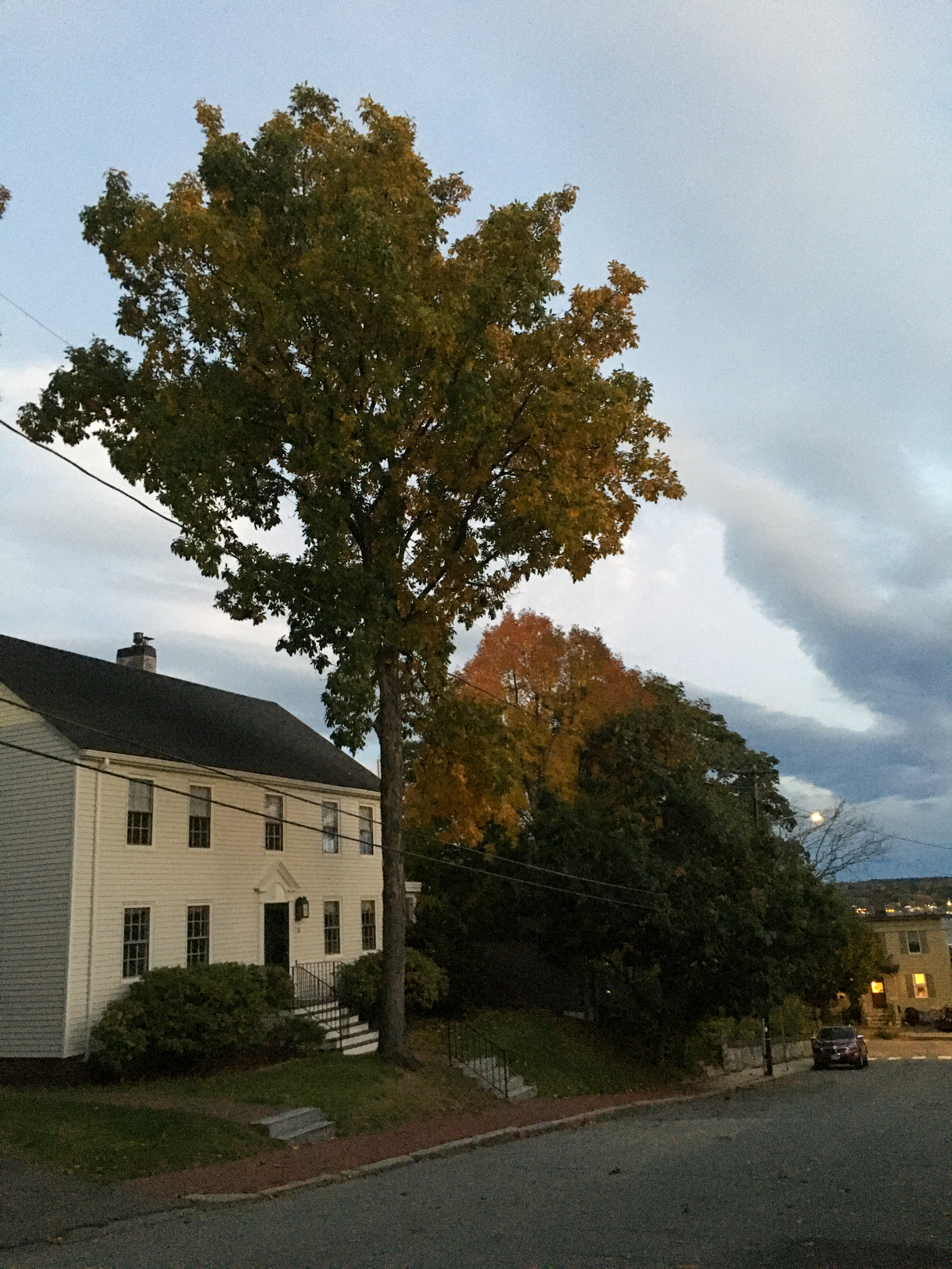 white house and large tree
