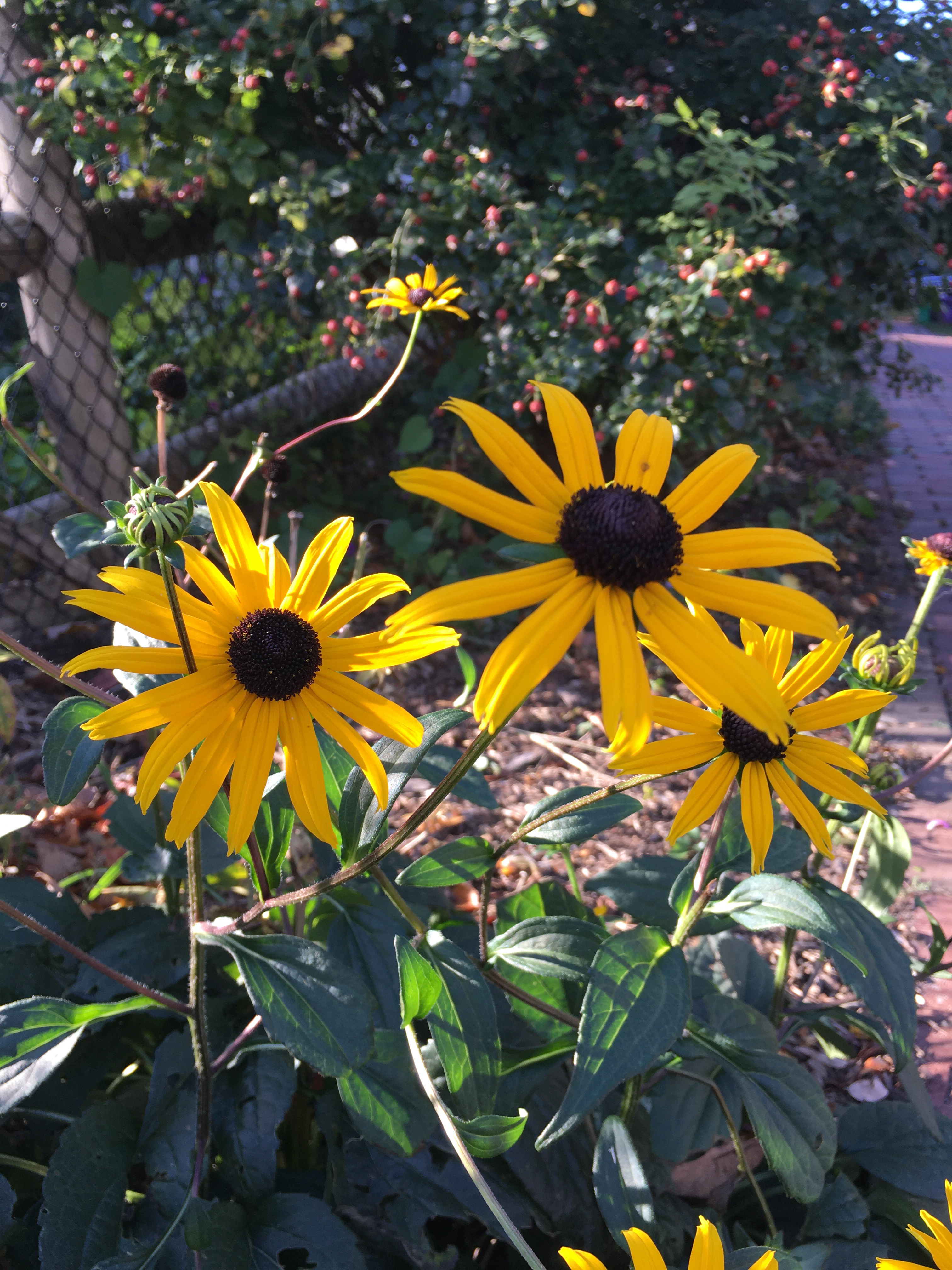 yellow daisies with black centers in a garden