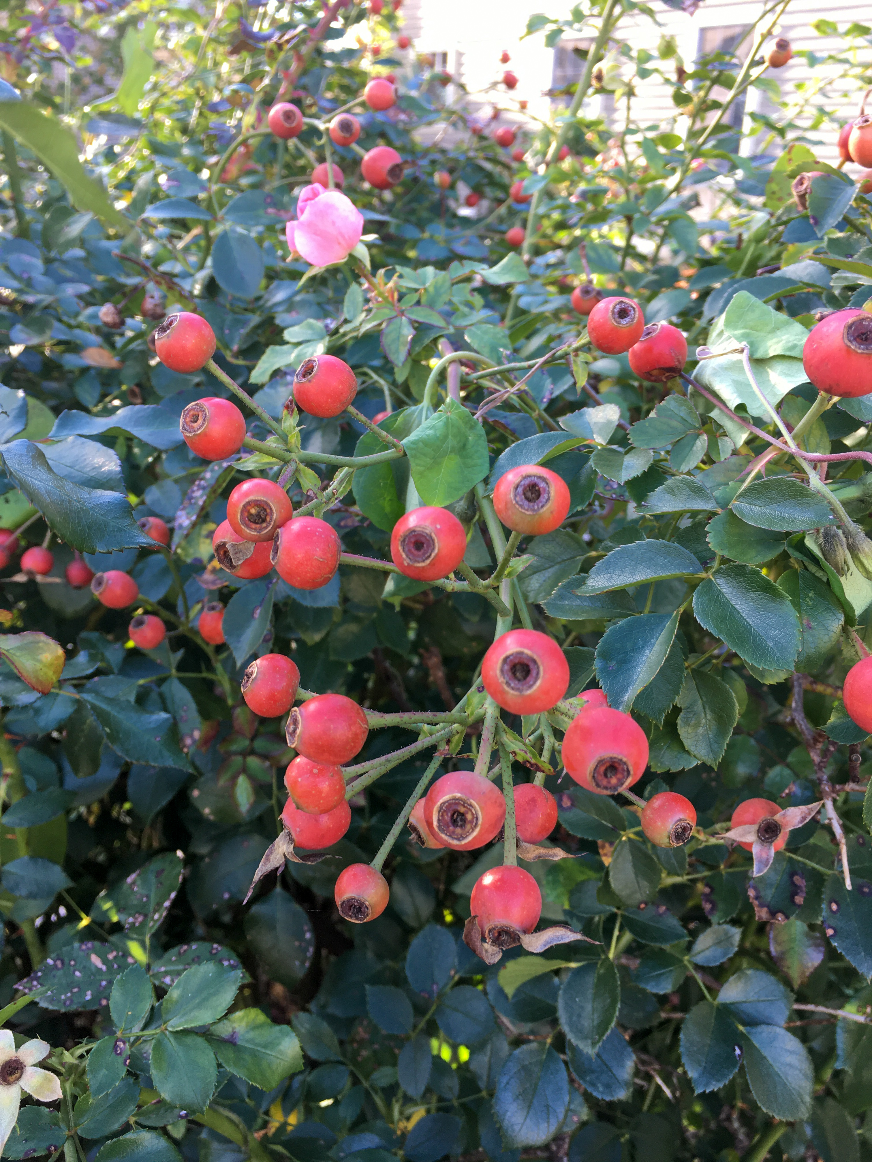rosehips covering many plants