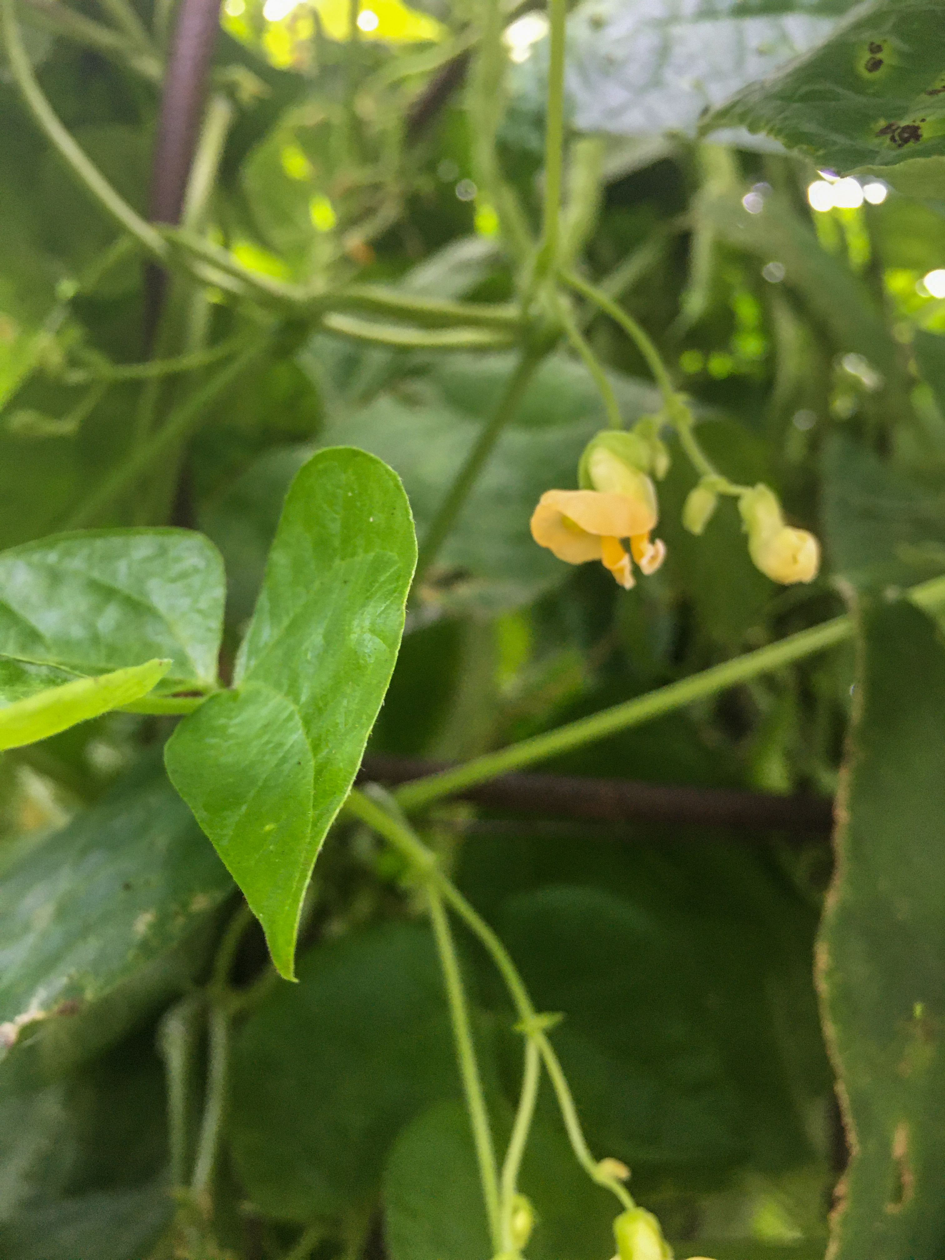 delicate yellow bean flowers