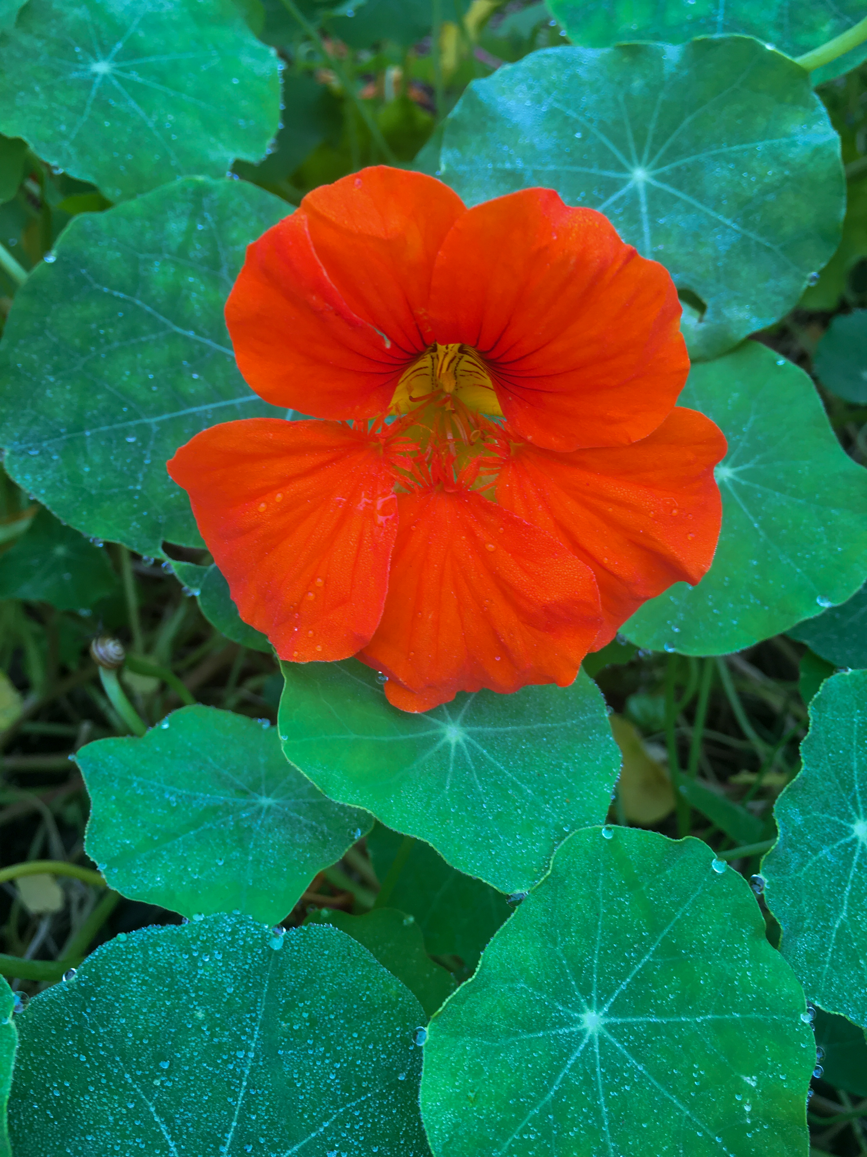 bright orange nasturium