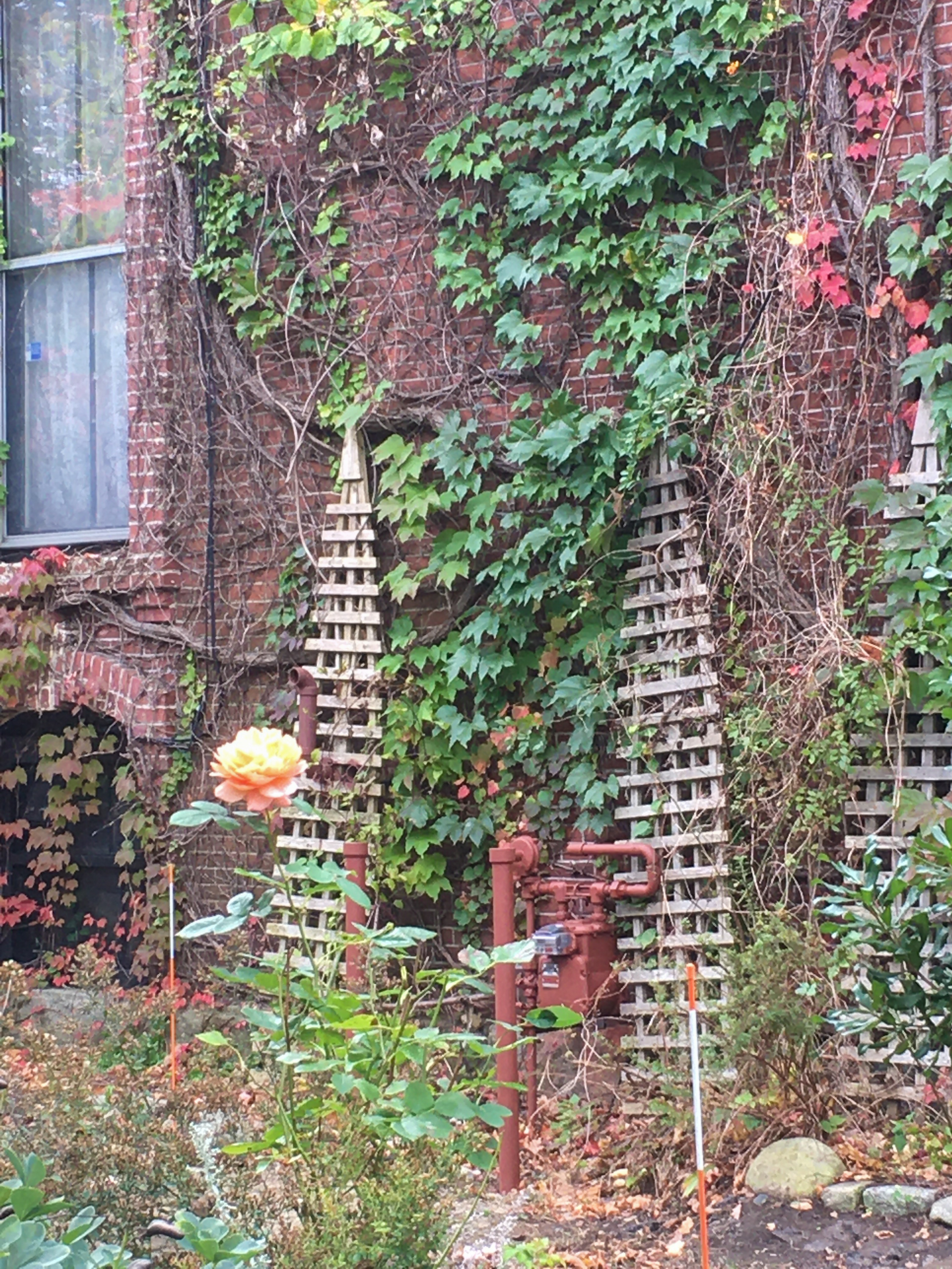 trellised brick wall with vines and a single pale peach rose