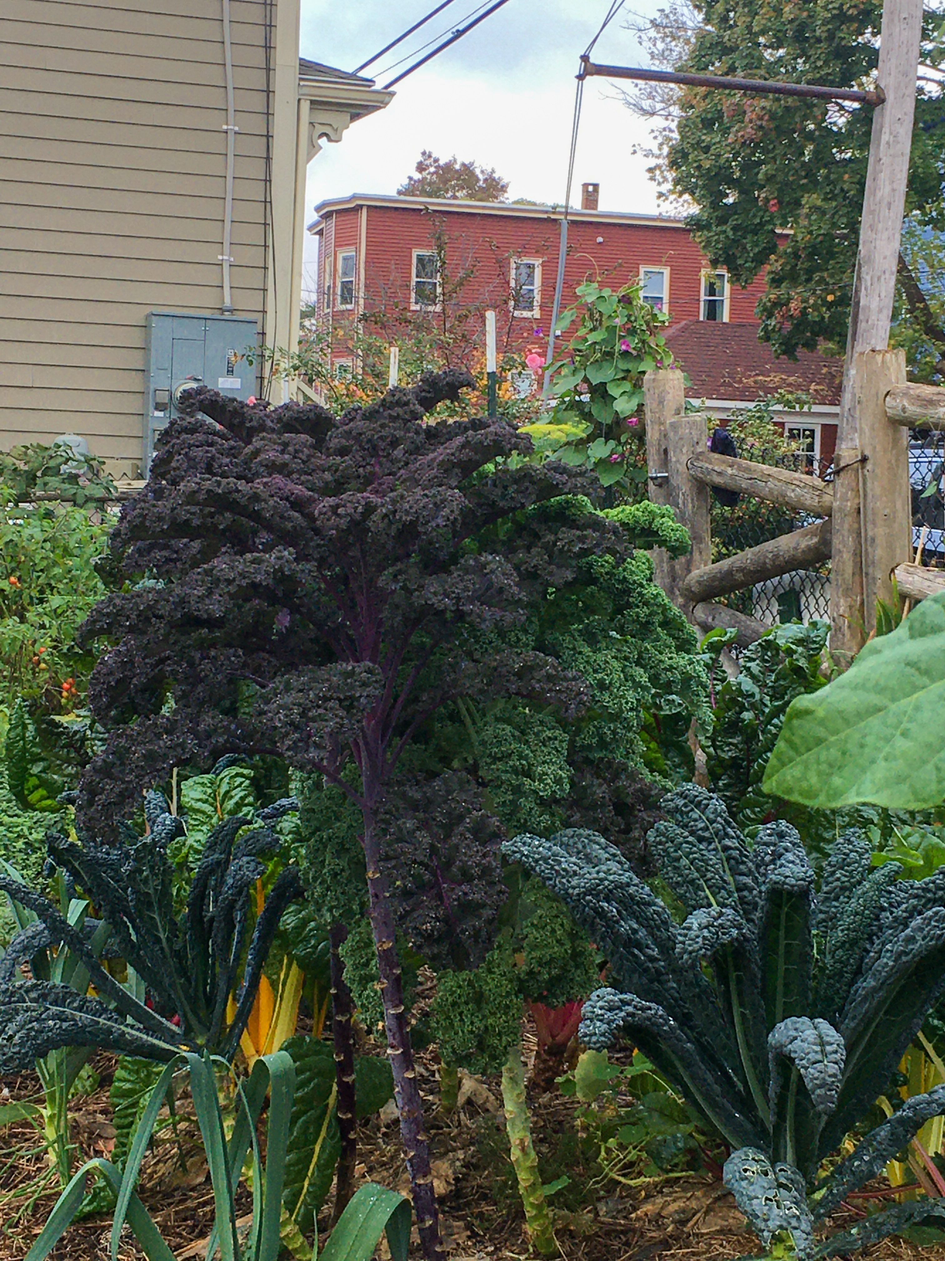 kale in the clark street community garden
