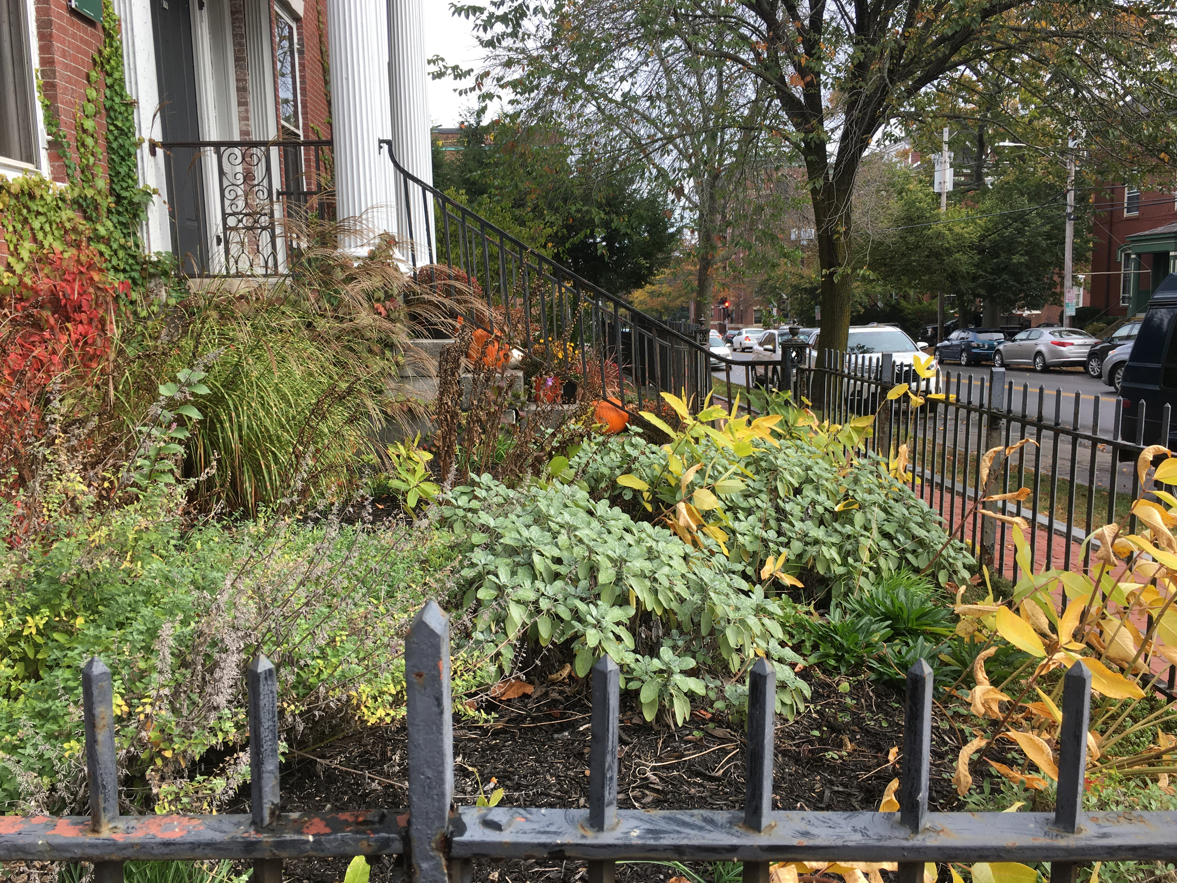 garden of mixed plants