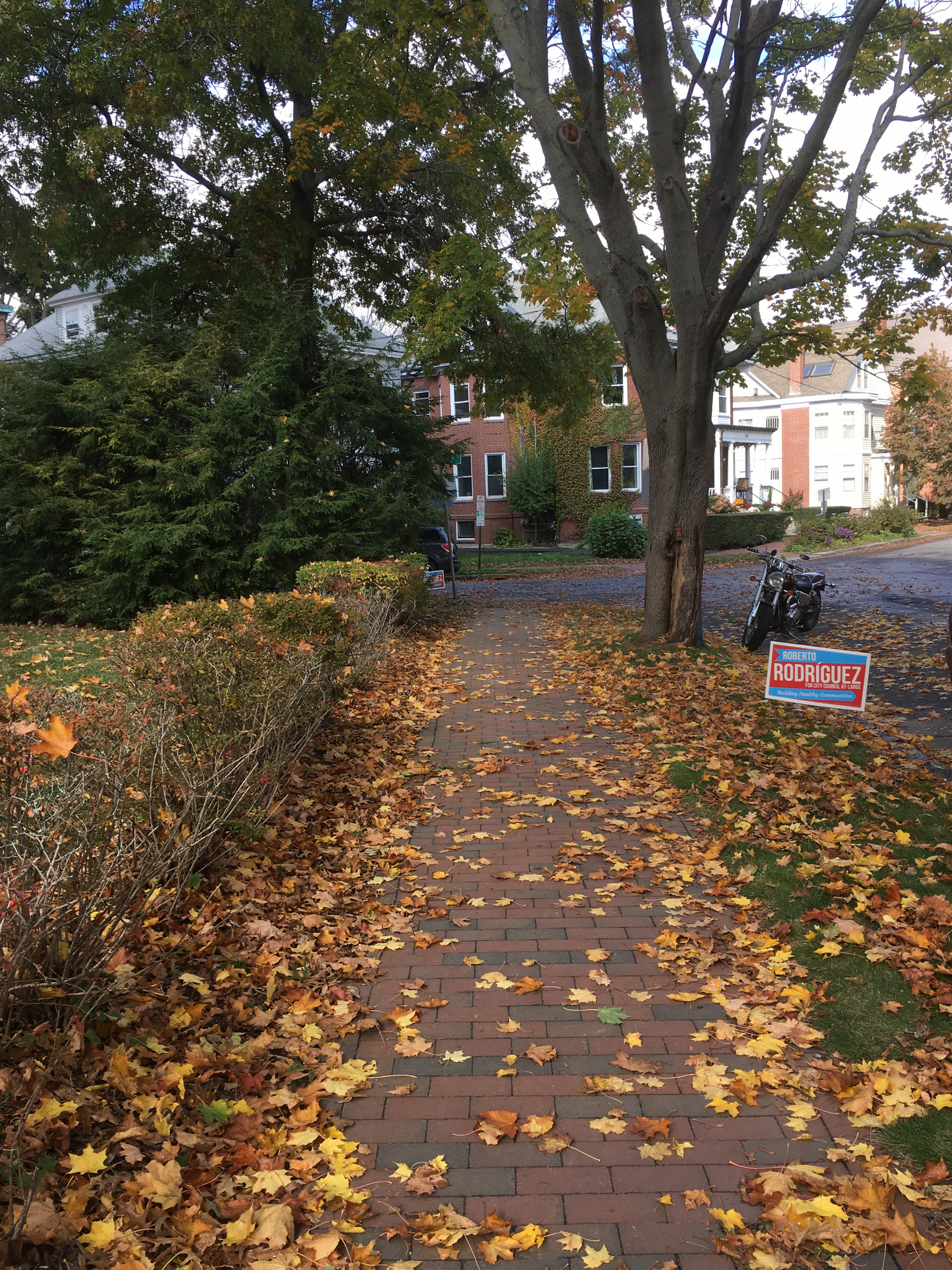 gold leaves on brick walkways