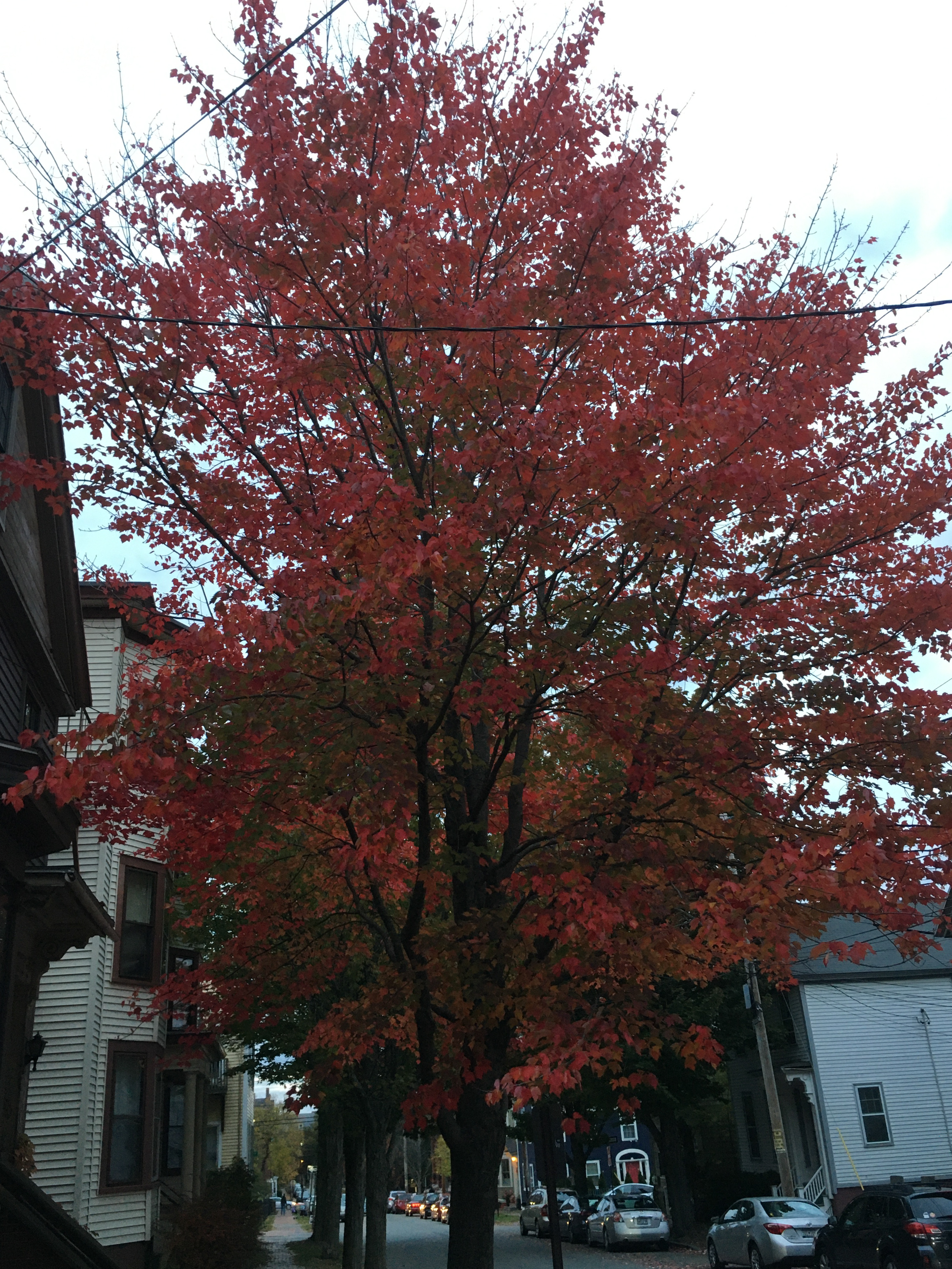 red leaved foliage