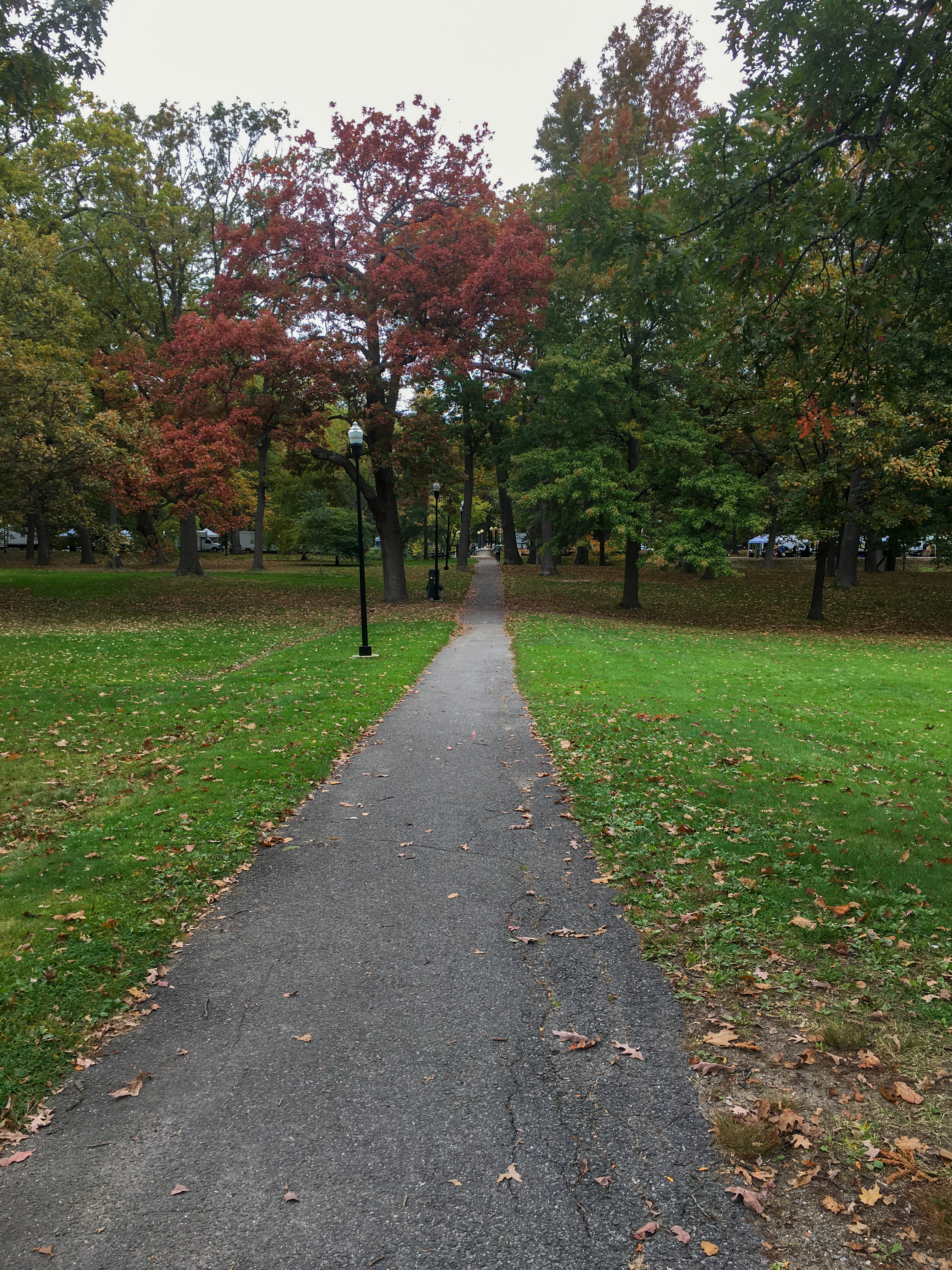 park with trees and a paved path through grass