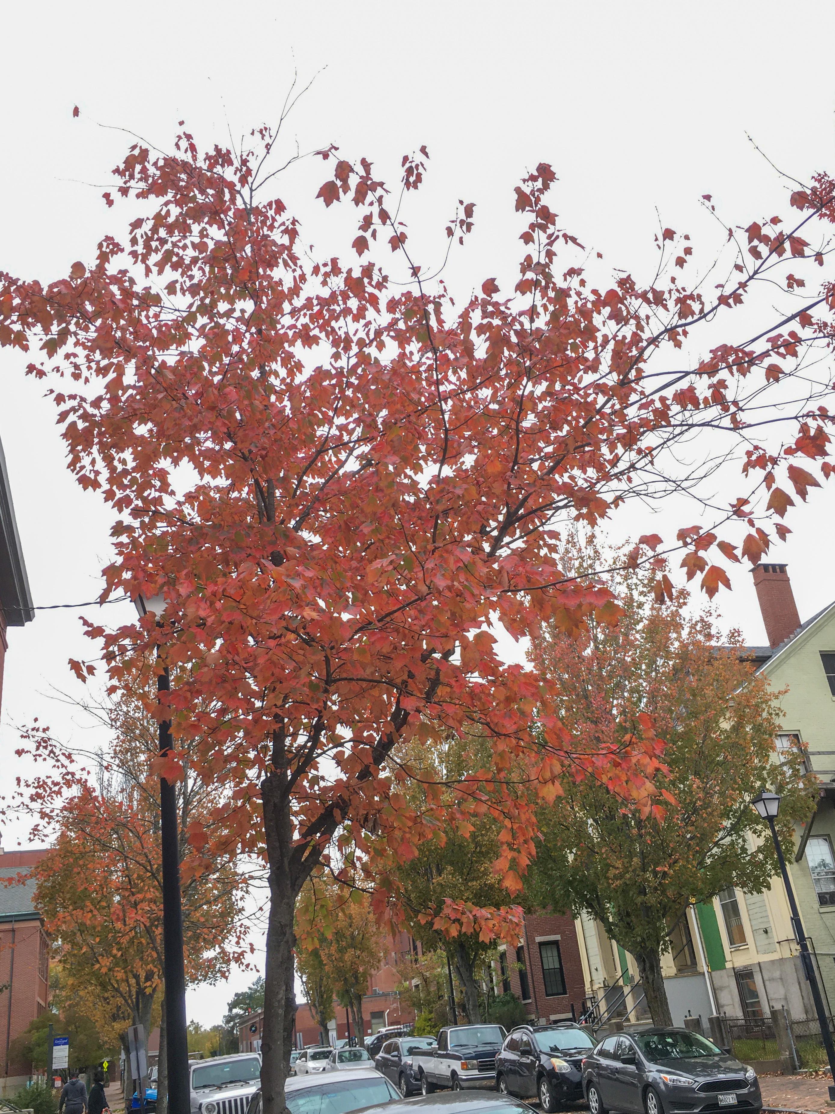 red orange foliage on a small tree