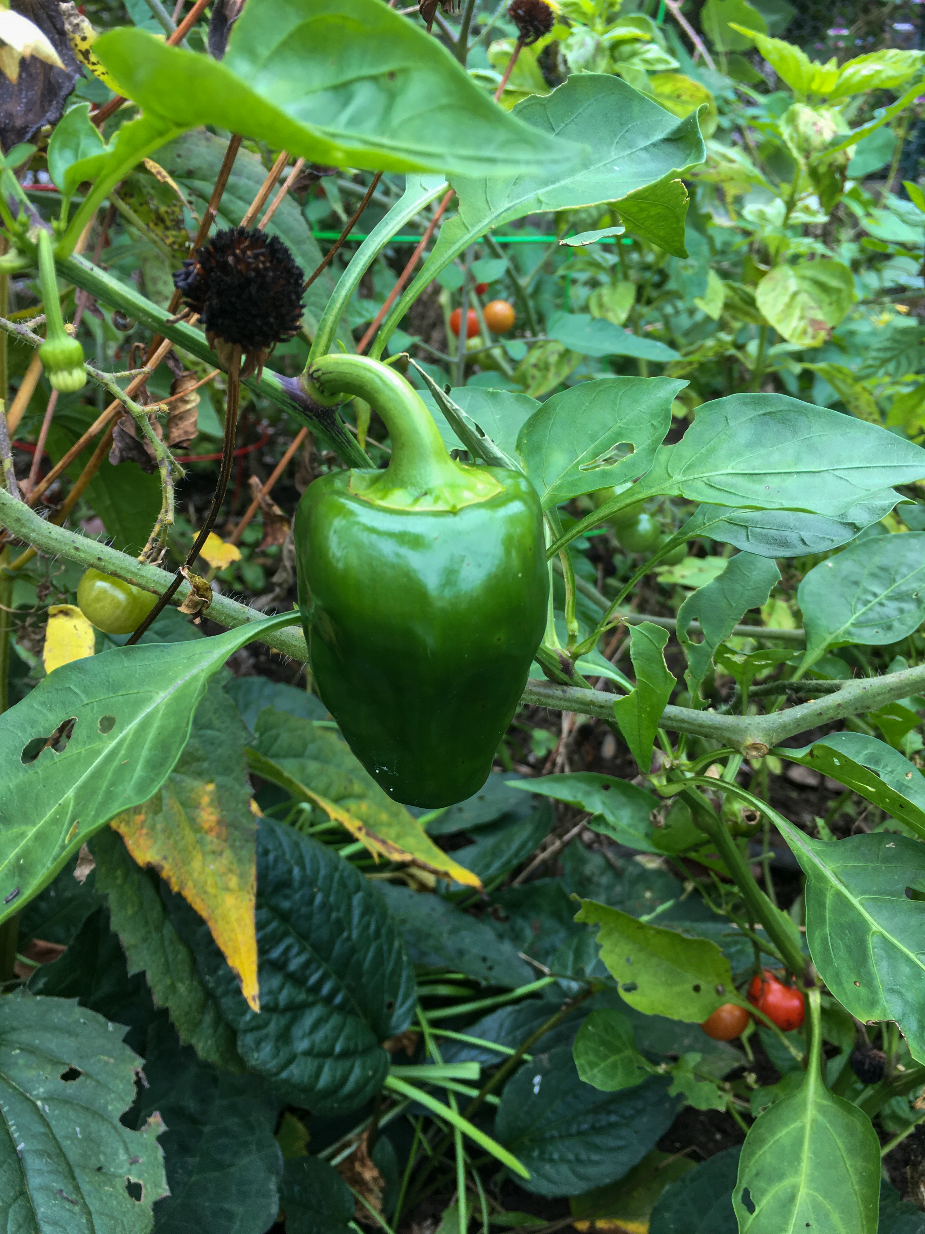 green pepper growing in the garden