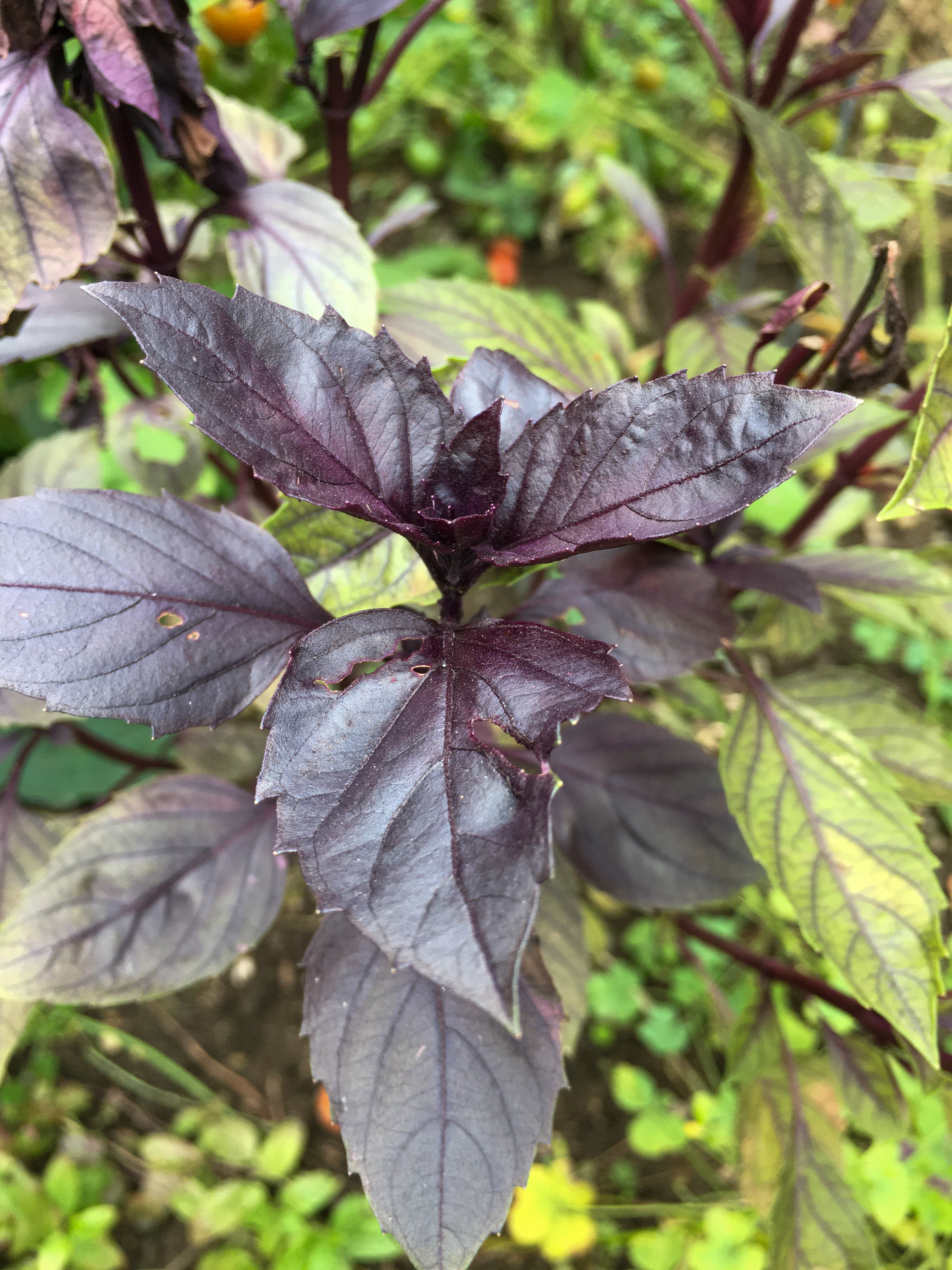 purple basil