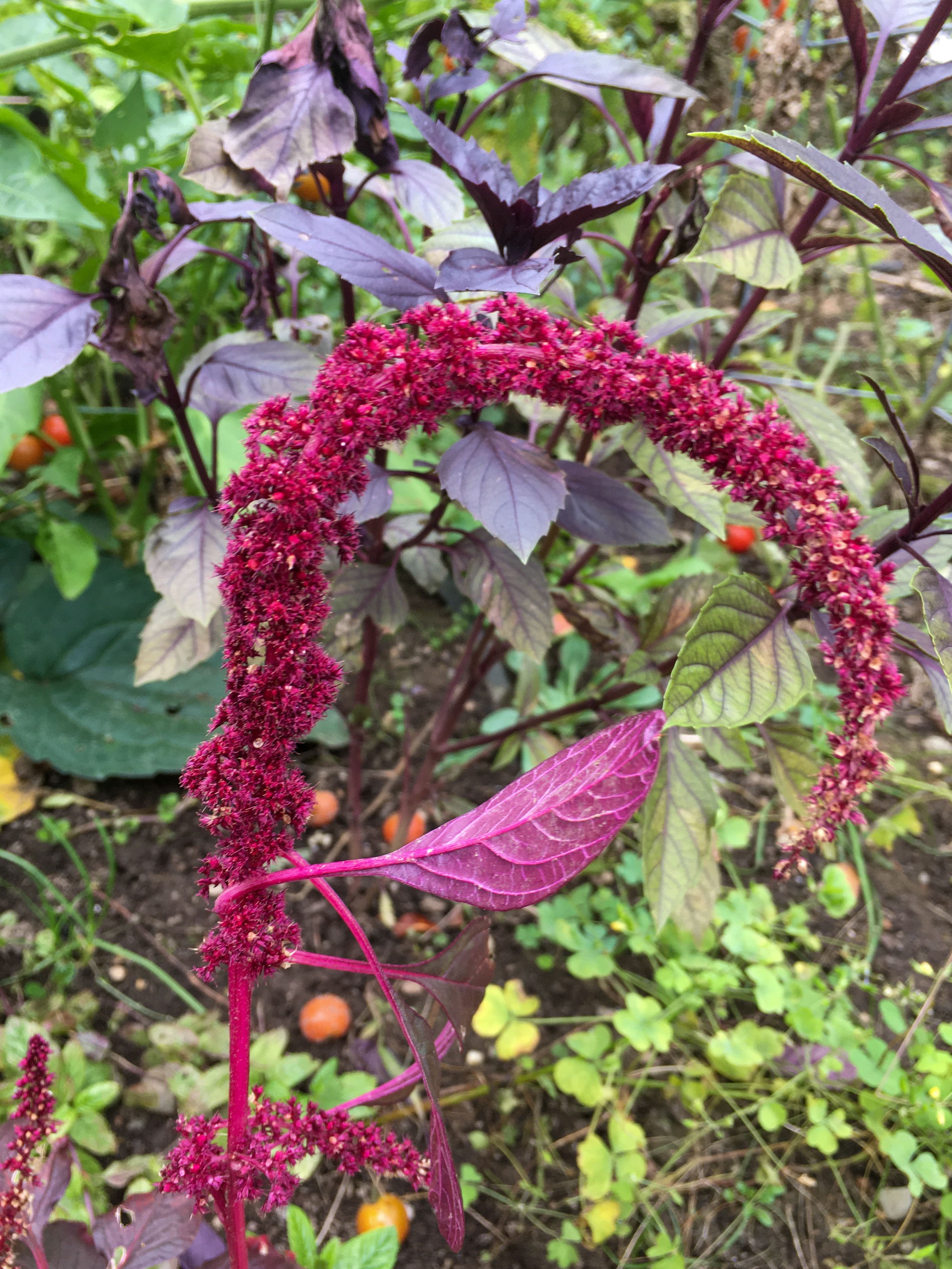 amaranth