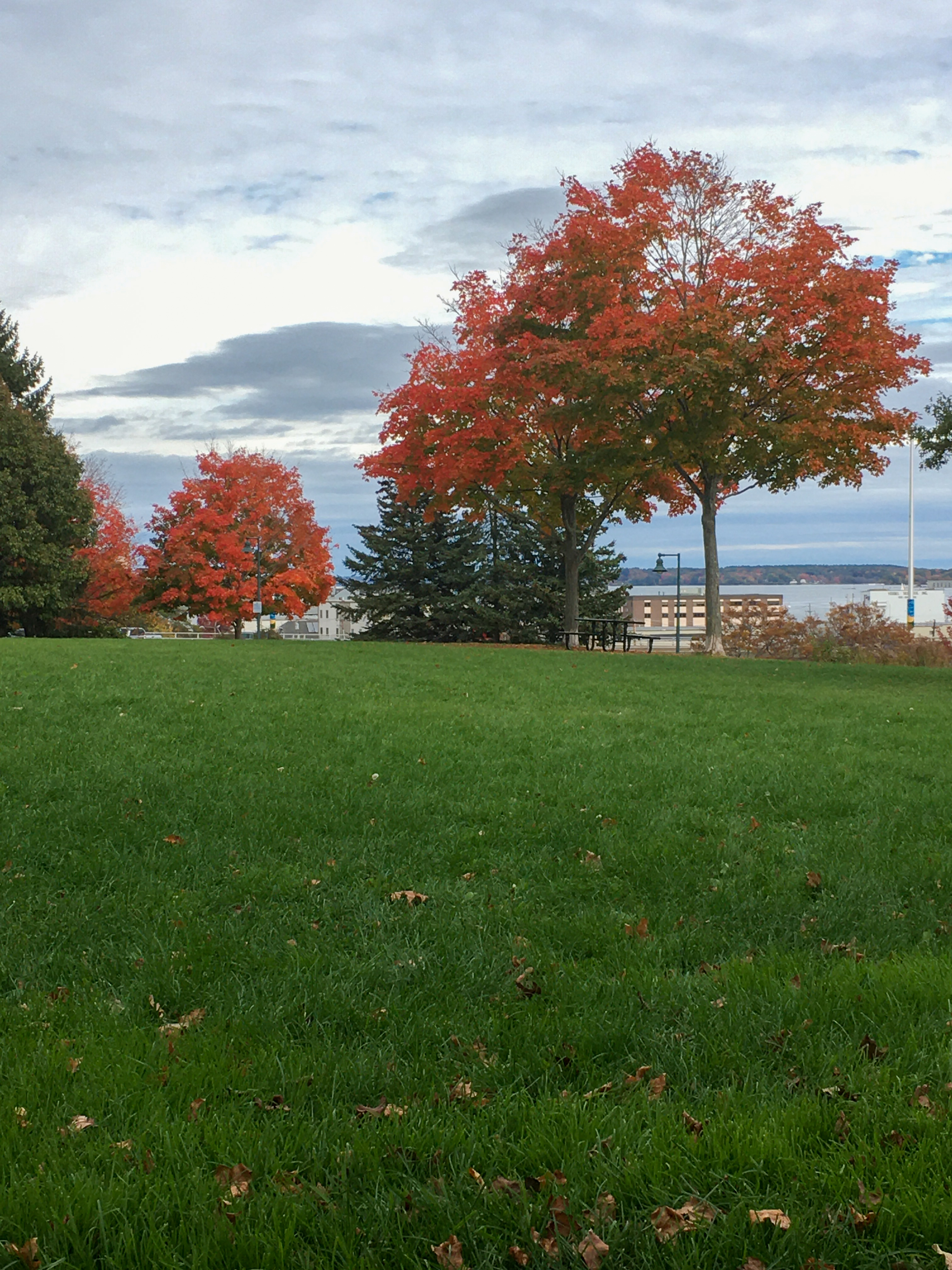 park with red trees